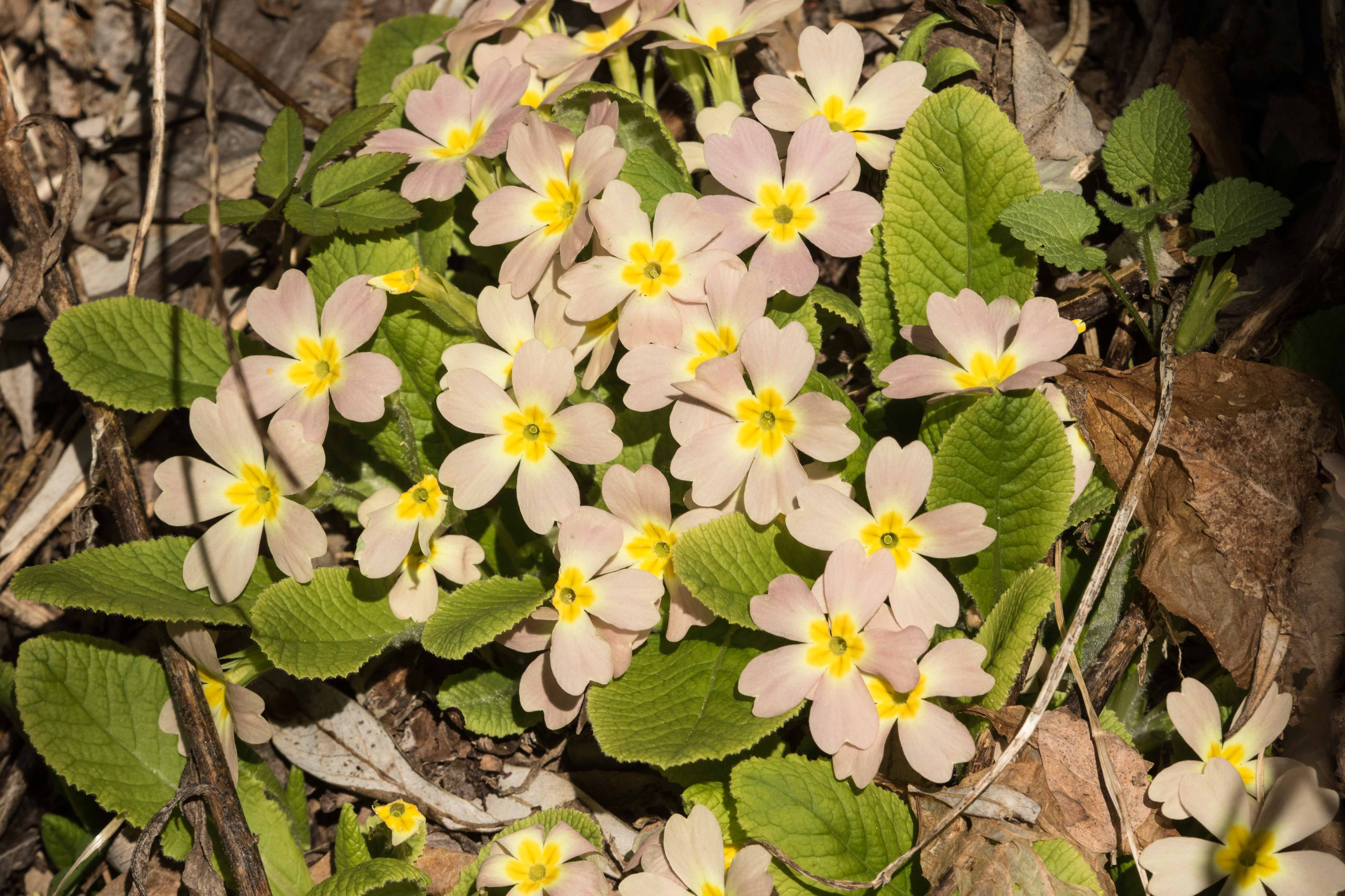 Primula-Juliae_Hybriden_Amlach.jpg