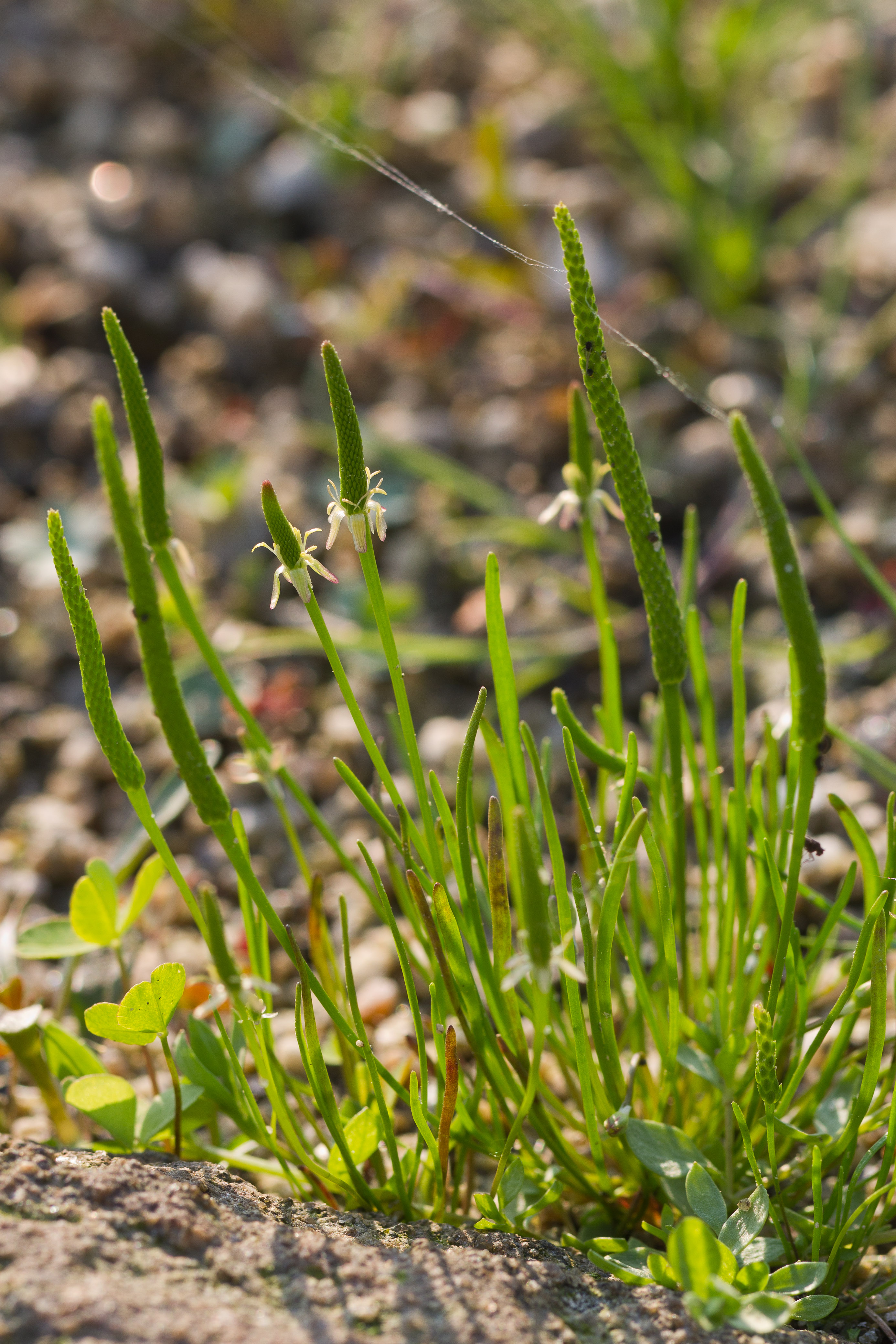 Ranunculaceae_Myosurus minimus 1-2.jpg