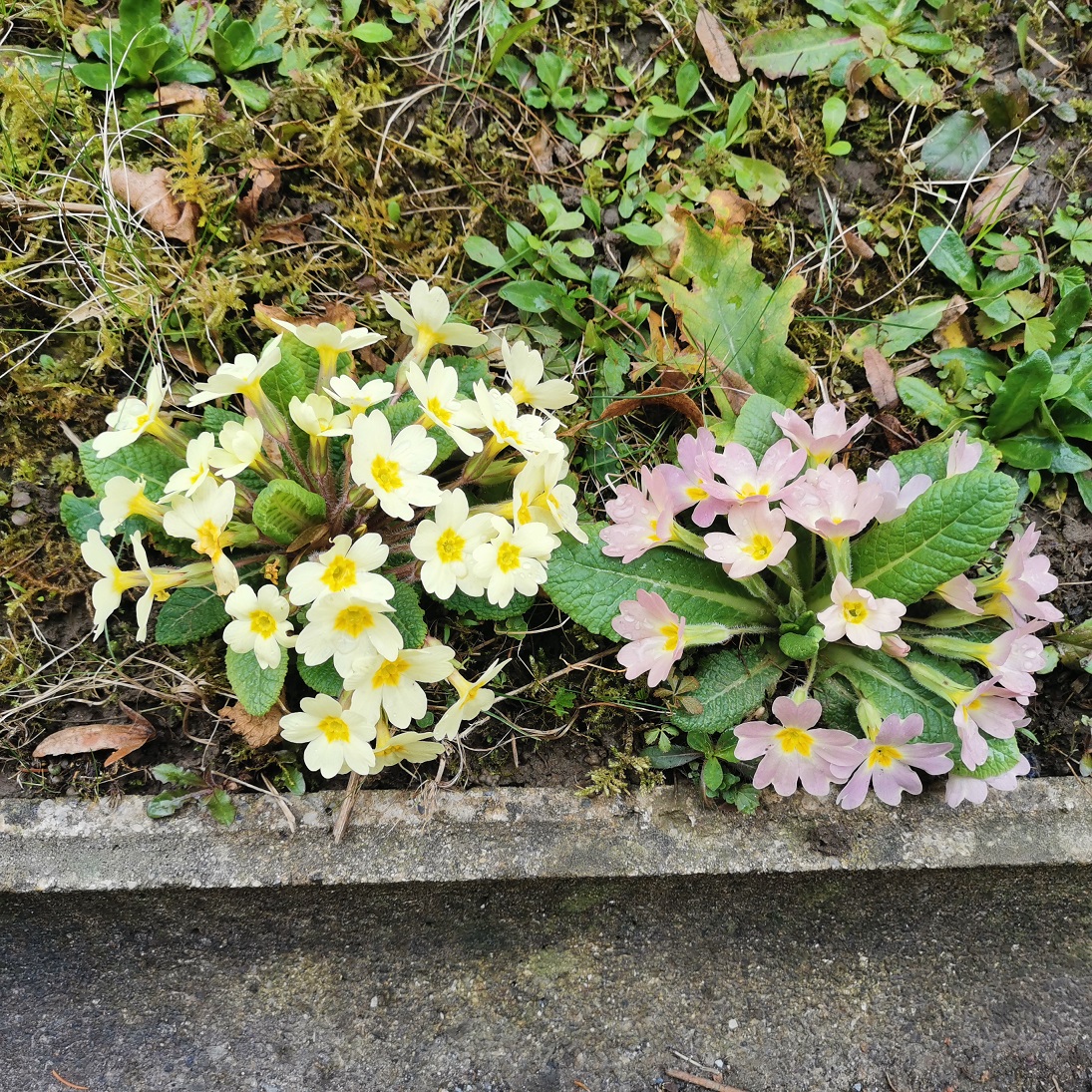 Primula x hybrida_Pruhonicensis-Gruppe_Graz_3_reduz.jpg