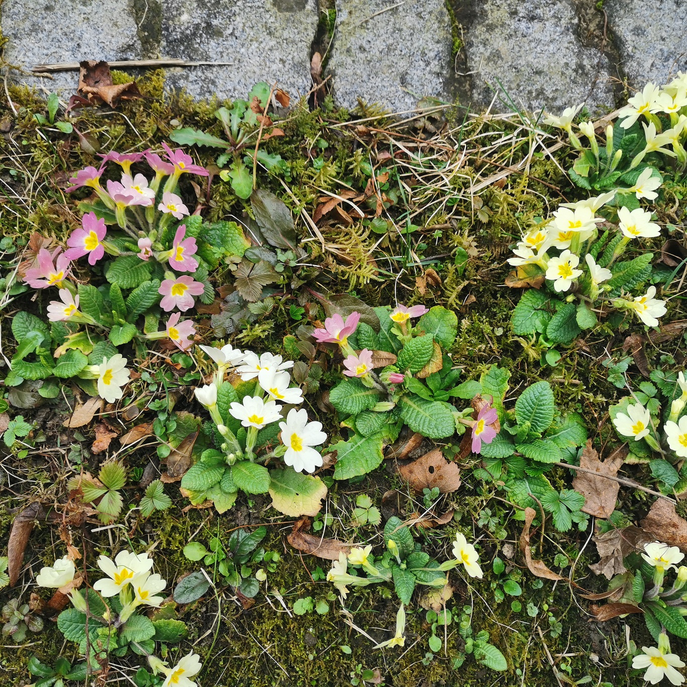 Primula x hybrida_Pruhonicensis-Gruppe_Graz_reduz.jpg