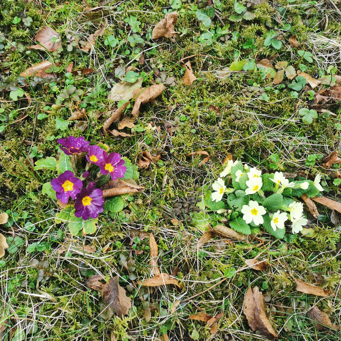 Primula x hybrida_Pruhonicensis-Gruppe_Graz_4_reduz.jpg