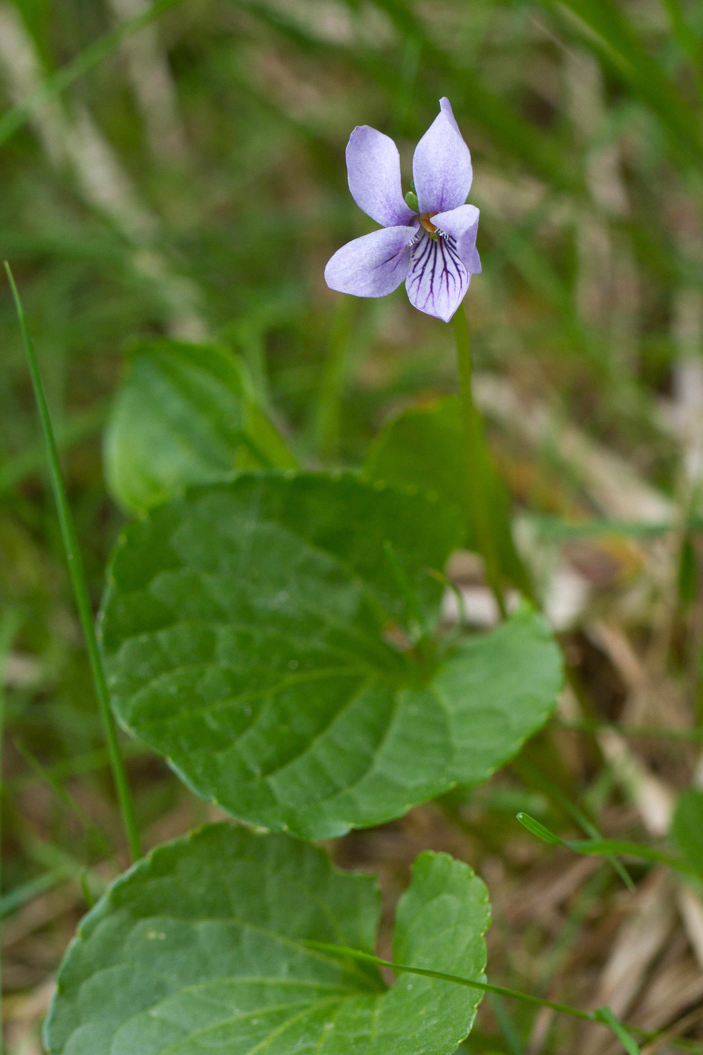 Violaceae_Viola palustris 1-2.jpg