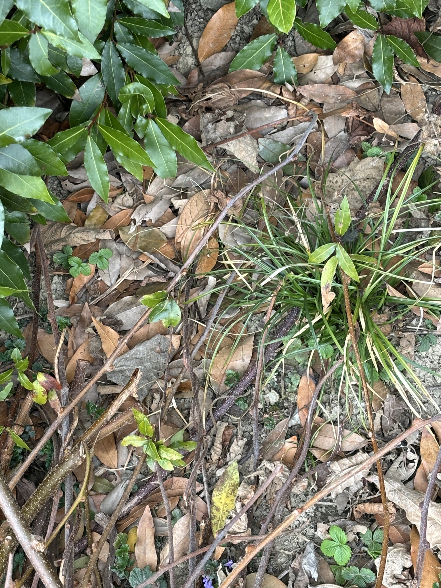 Laurus.nobilis.verw.St-Demmerkogel.Fresing. 10.Mär.24.JPG