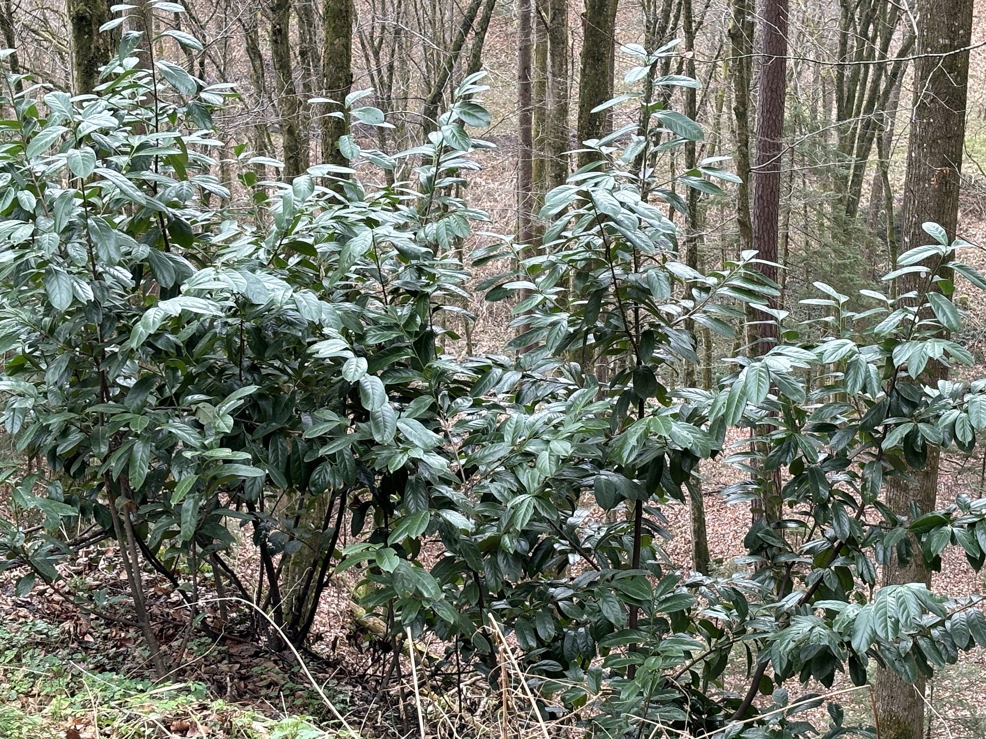 Prunus.laurocerasus.verw.St-Demmerkogel.Fresing.10.März.24.JPG