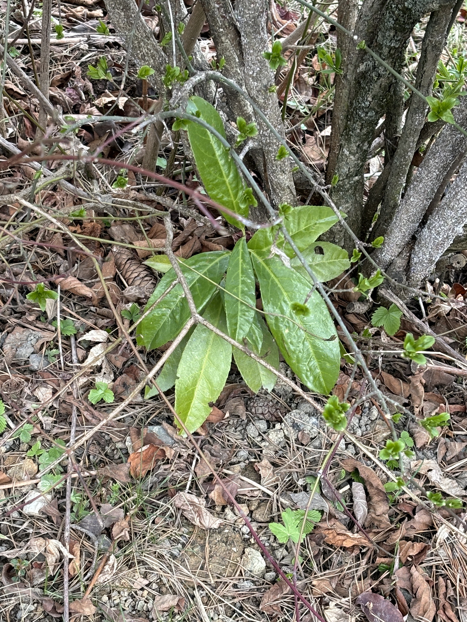 Prunus.laurocerasus.verw.St-Demmerkogel.Fresing.10.Mär.24.JPG