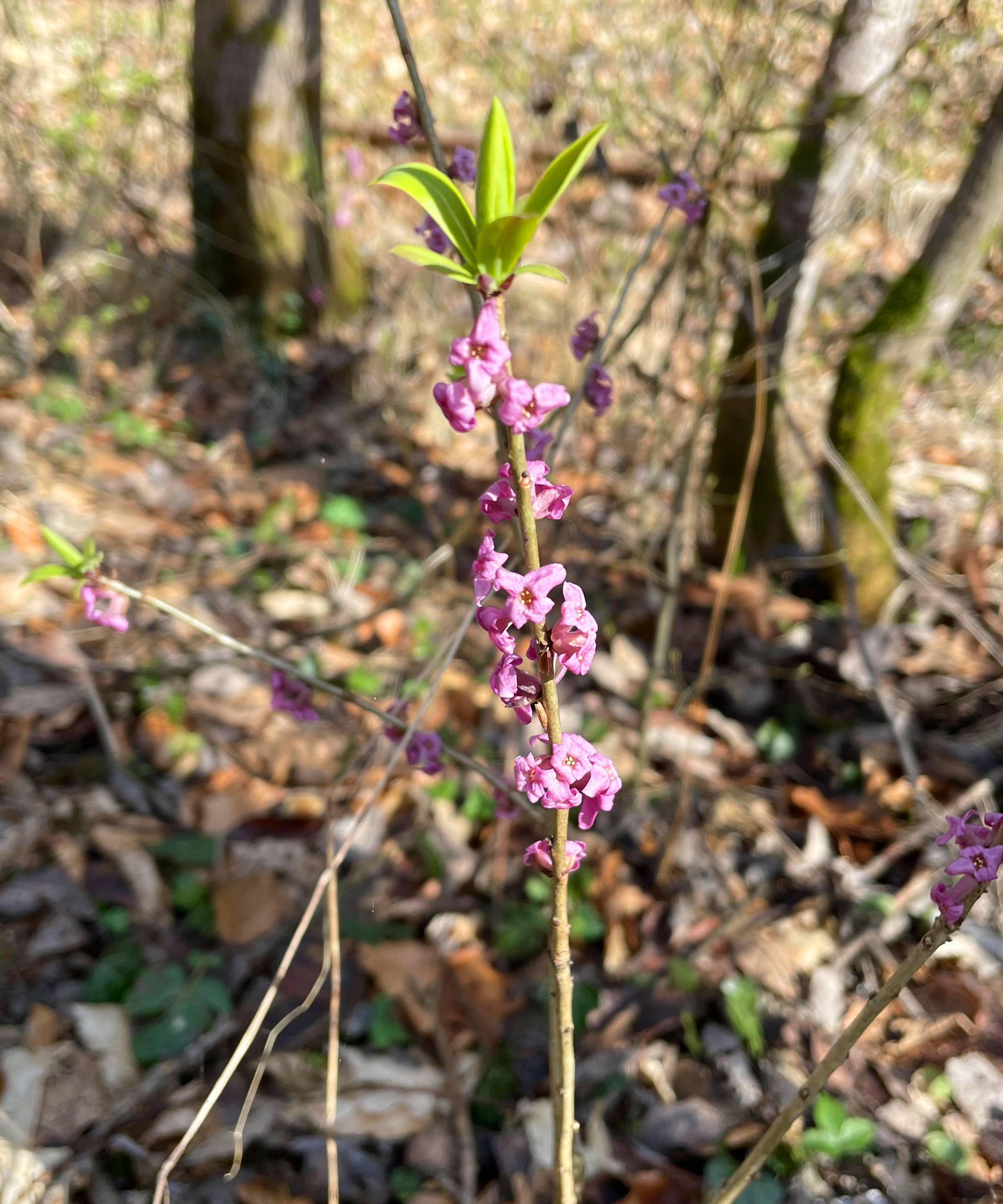 Daphne mezereum_Hauenstein.jpg