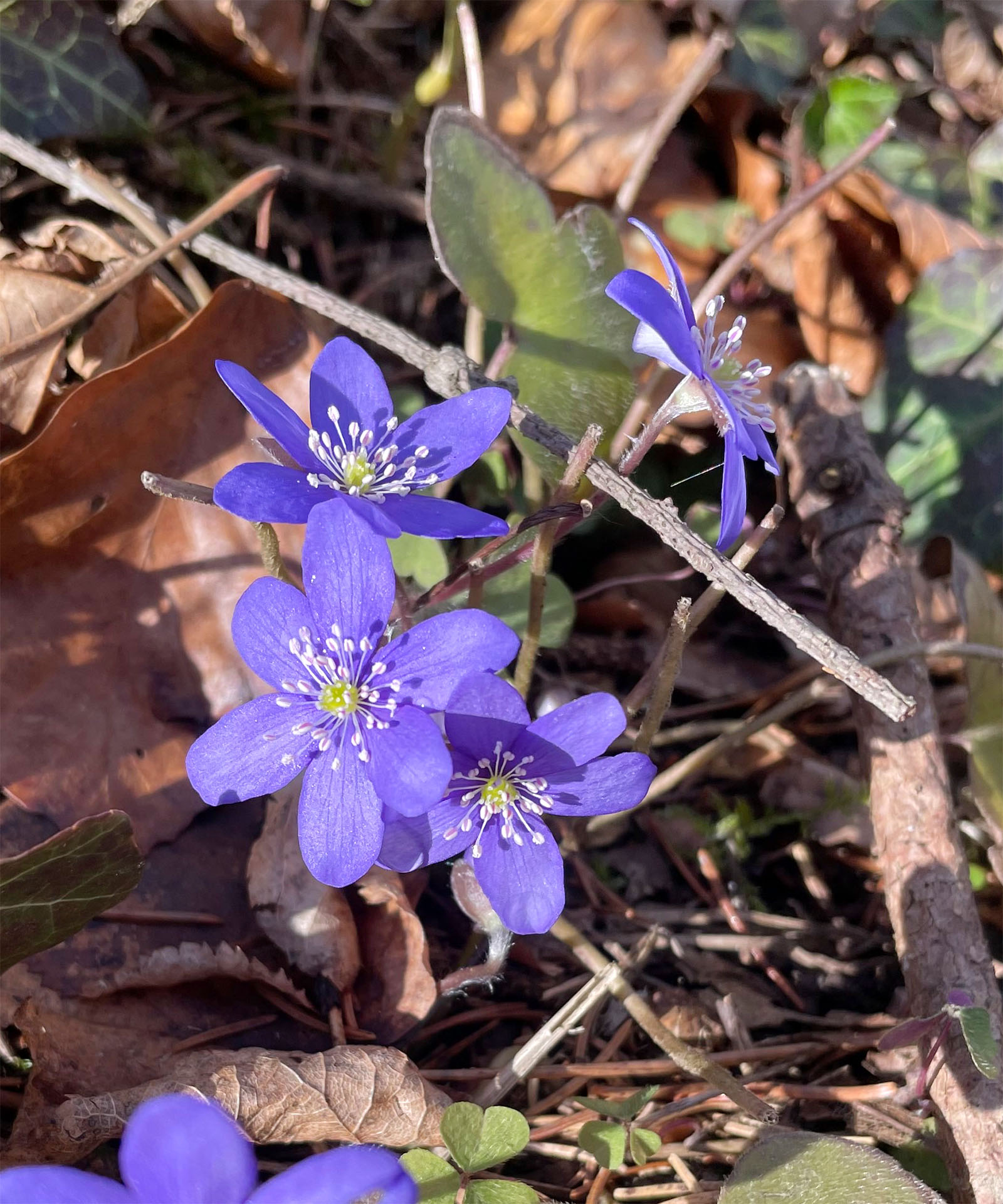 Hepatica nobilis_Hauenstein.jpg