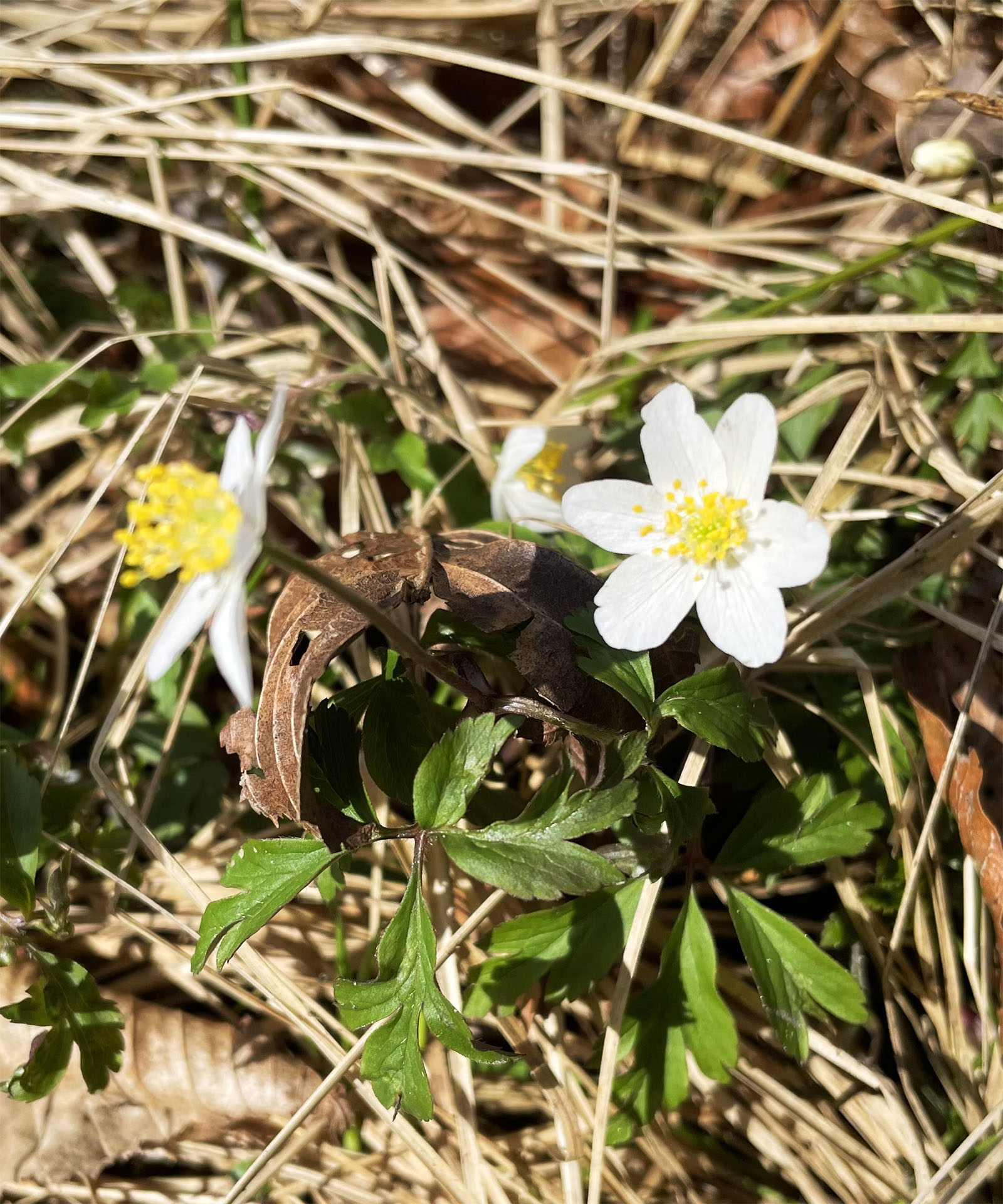 Anemone nemorosa_Hauenstein.jpg