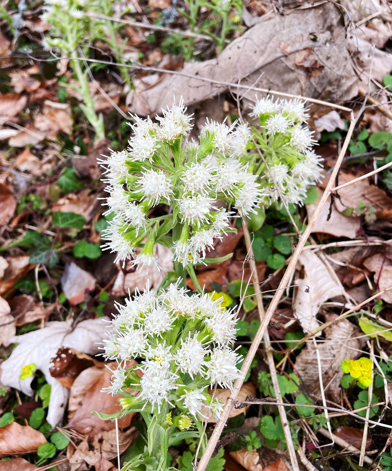 Petasites albus_Hauenstein.jpg