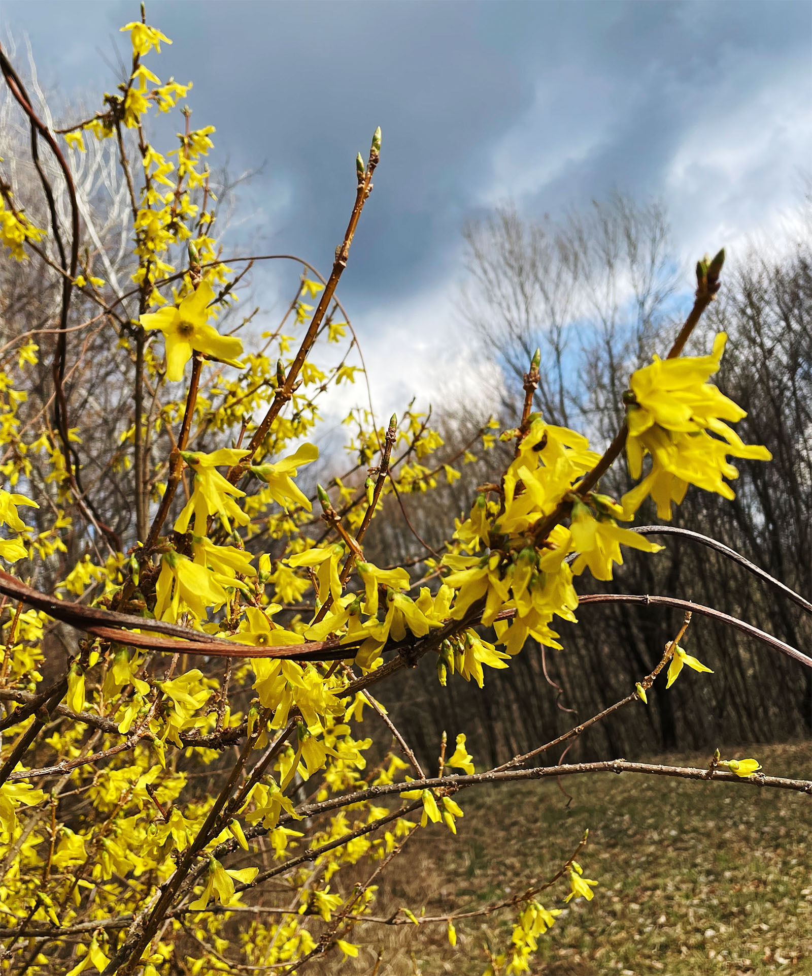 Forsythia_Hauenstein.jpg