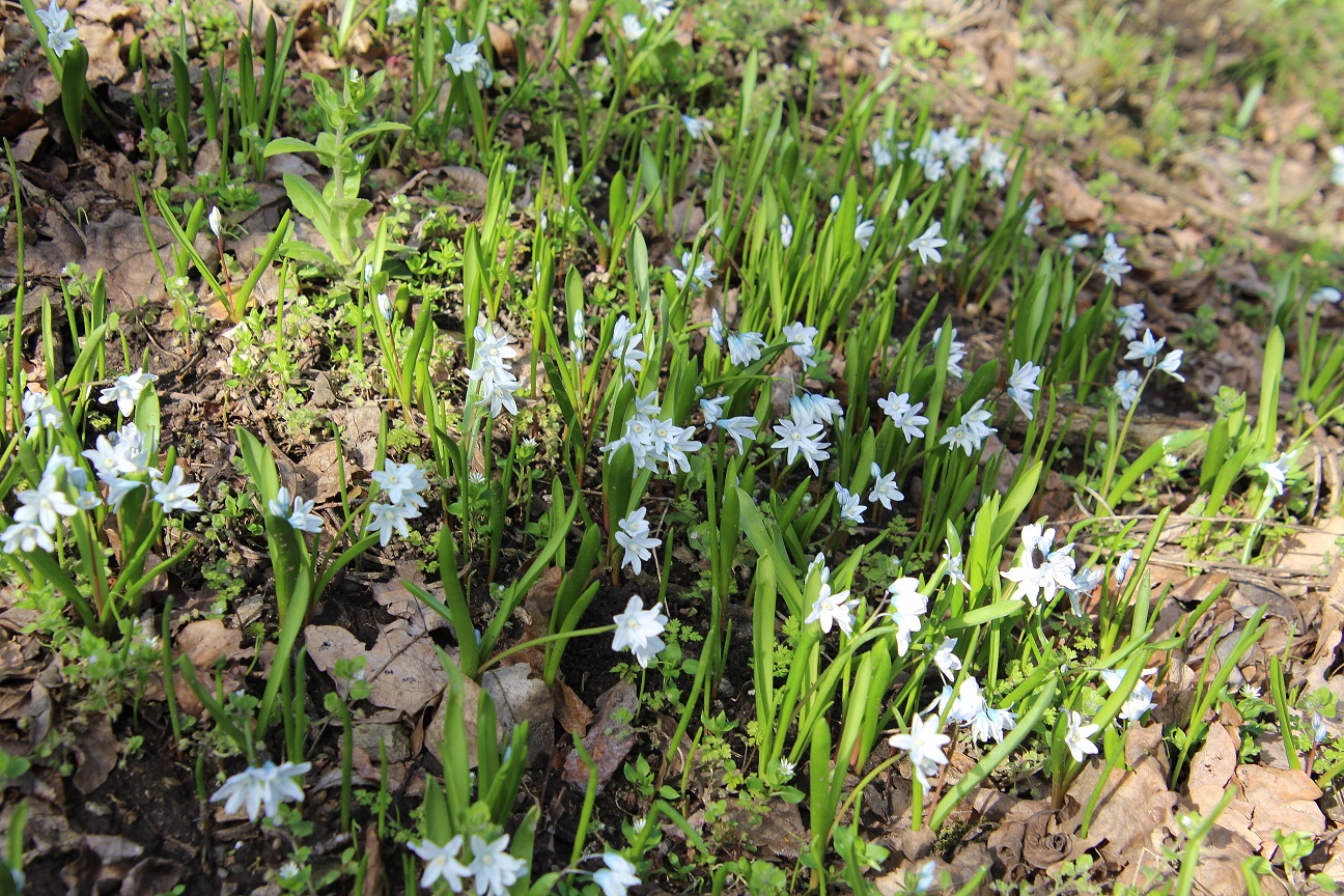 Hainburg - Schlossberg - 14032024 - (3) - Puschkinia libanotica.JPG