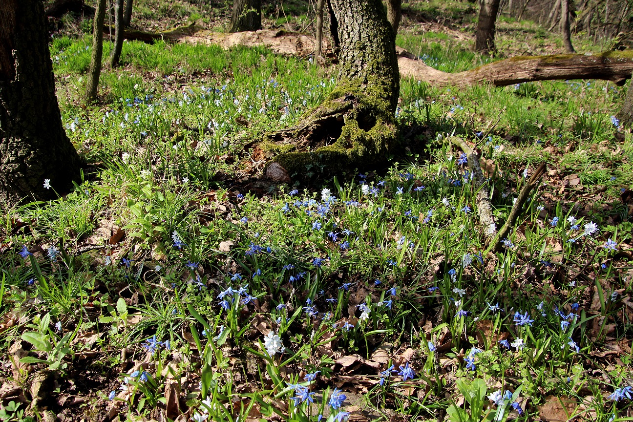 Hainburg - Schlossberg - 14032024 - (7) - Scilla sibirica - Sibirischer Blaustern und Puschkinia libanotica.JPG