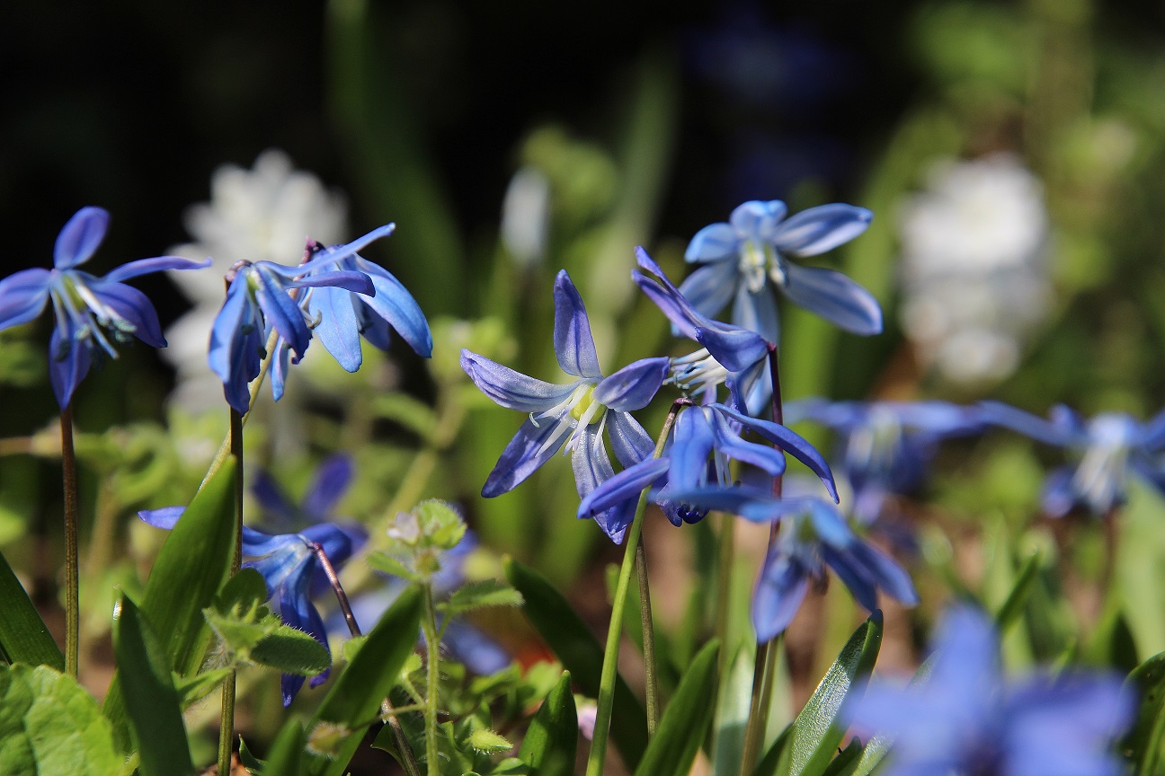 Hainburg - Schlossberg - 14032024 - (9) - Scilla sibirica - Sibirischer Blaustern.JPG