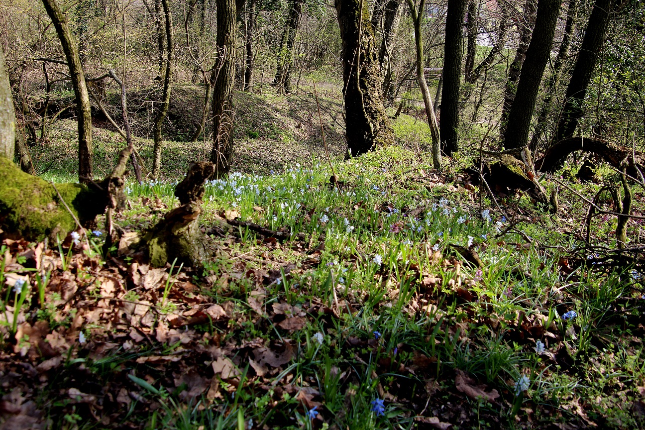 Hainburg - Schlossberg - 14032024 - (11) -  - Scilla sibirica - Sibirischer Blaustern und Puschkinia libanotica.JPG