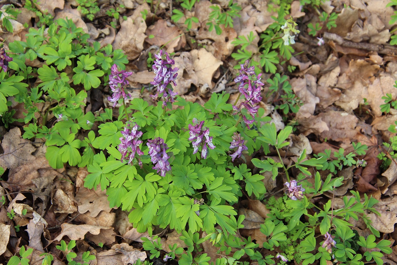 Hainburg - Schlossberg - 14032024 - (20) - Corydalis cava - Hohl-Lerchensporn.JPG