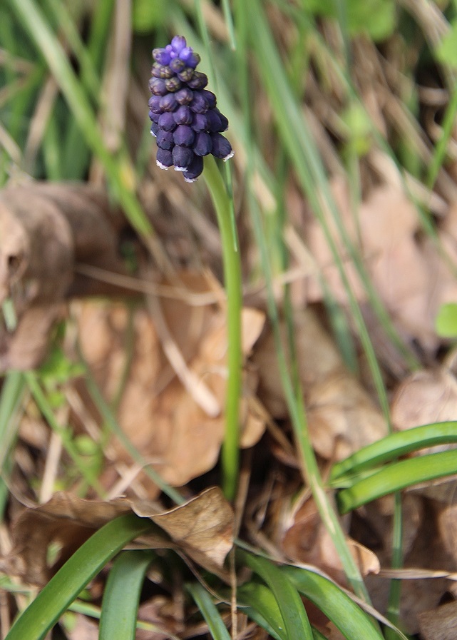 Hainburg - Schlossberg - 14032024 - (23) - Muscari neglectum - Weinbergs-Traubenhyazinthe.JPG