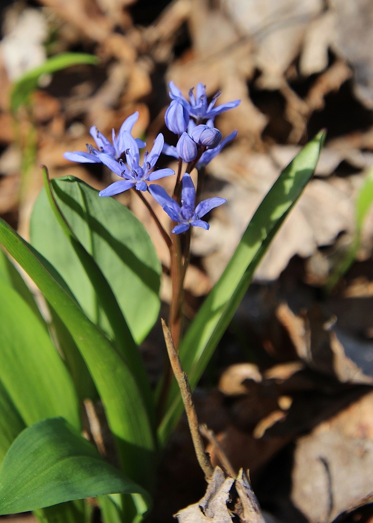 Stopfenreuth - 14032024 - (5) - Scilla bifolia - Zweiblatt-Blaustern.JPG