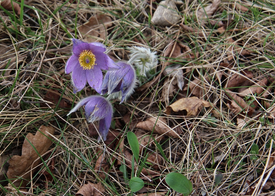 Spitzerberg - 14032024 - (54) - Pulsatilla grandis - Groß-Küchenschelle.JPG