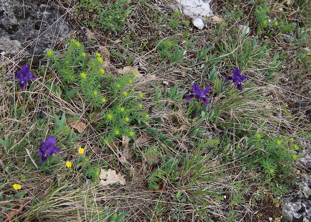 Spitzerberg - 14032024 - (66) - Iris pumila - Zwerg-Schwertlilie.JPG