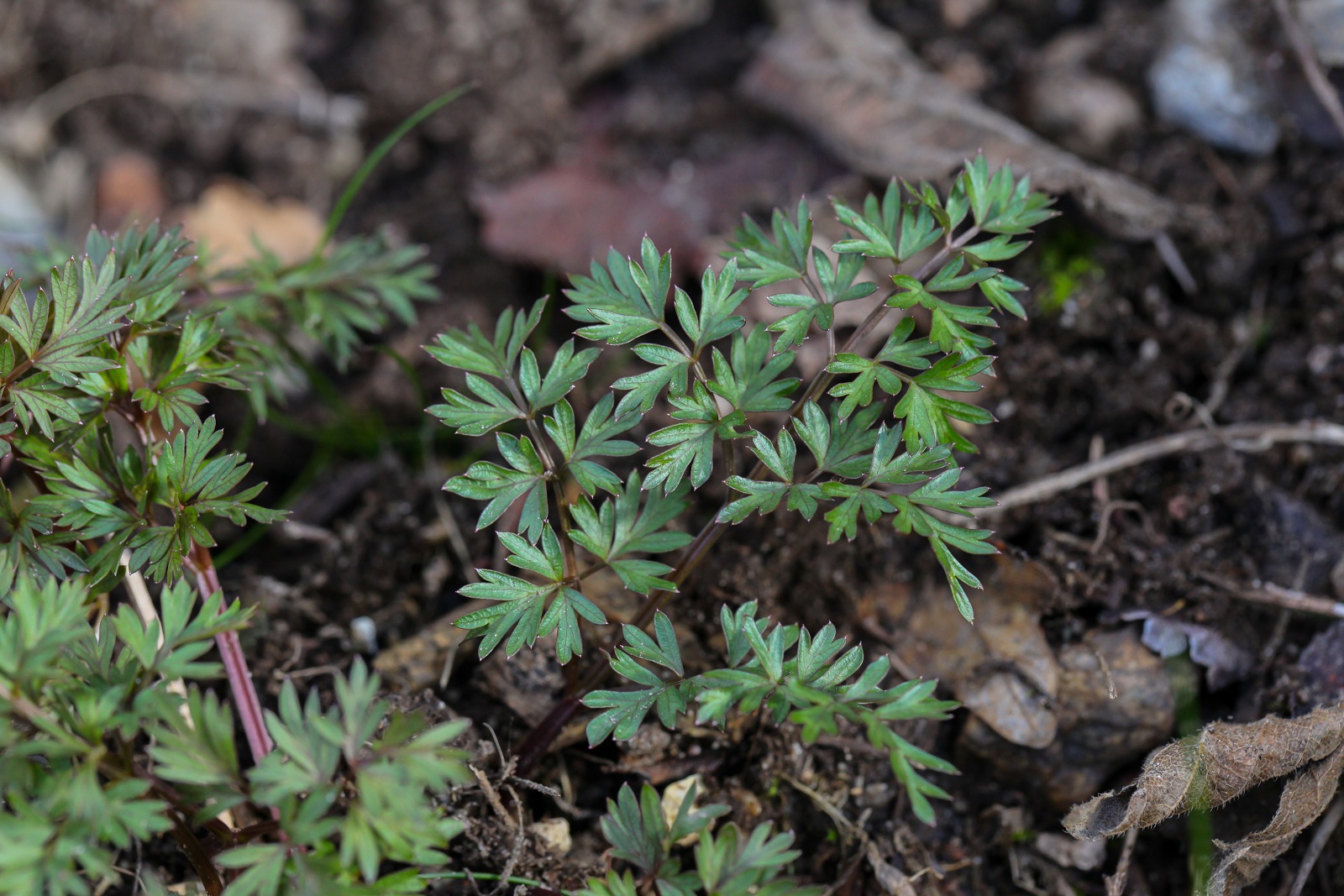 Peucedanum venetum (1 von 1)_(1600_x_1200).jpg