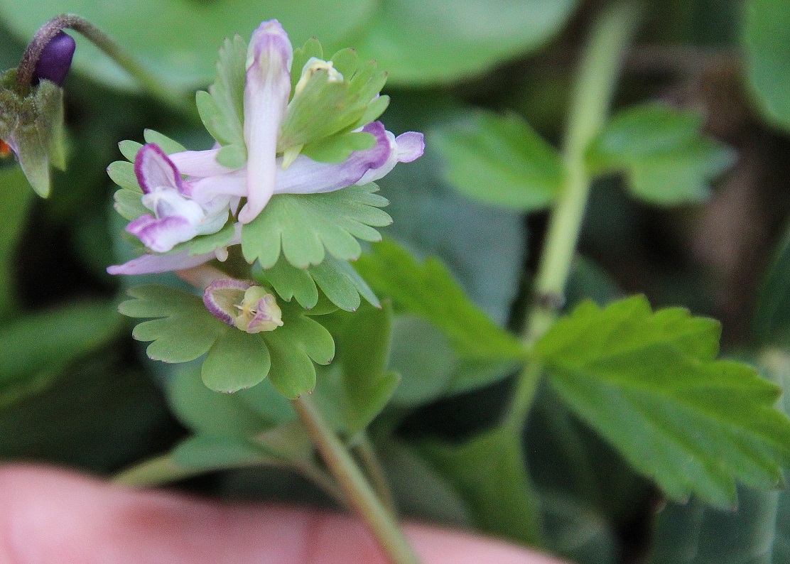 Pdf -  - 16032024 - (12) - Corydalis pumila - Zwerg-Lerchensporn - 78634.JPG