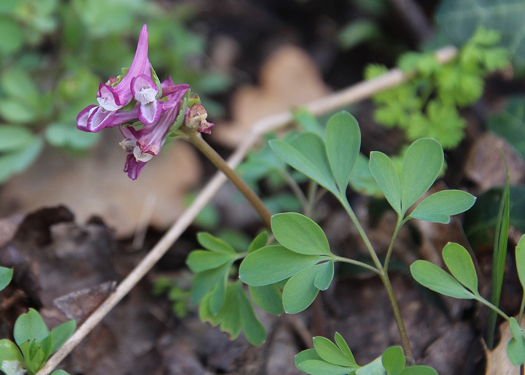 Pdf -  - 16032024 - (13) - Corydalis pumila - Zwerg-Lerchensporn.JPG