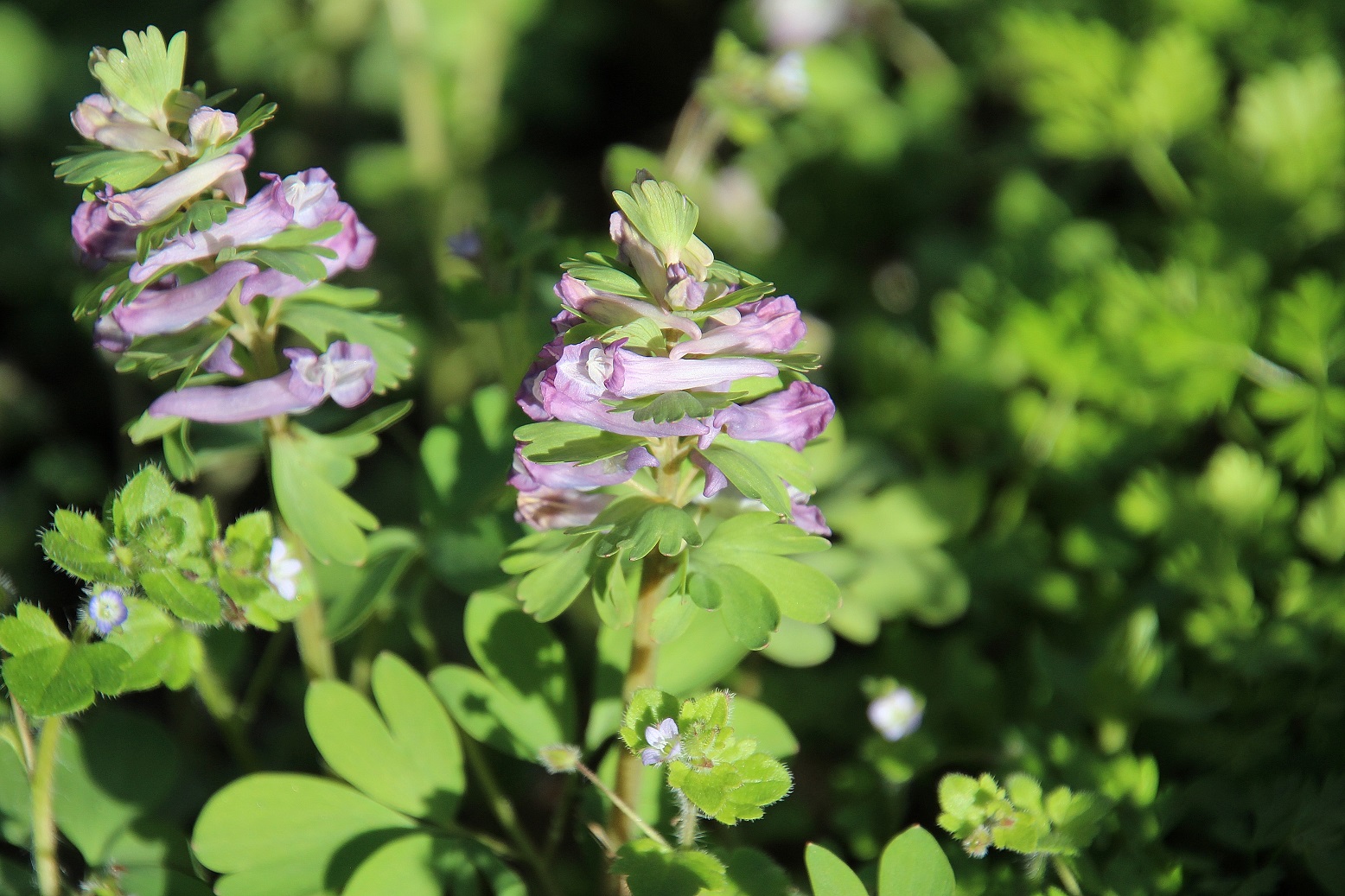 Pdf -  - 16032024 - (56) - Corydalis pumila - Zwerg-Lerchensporn.JPG