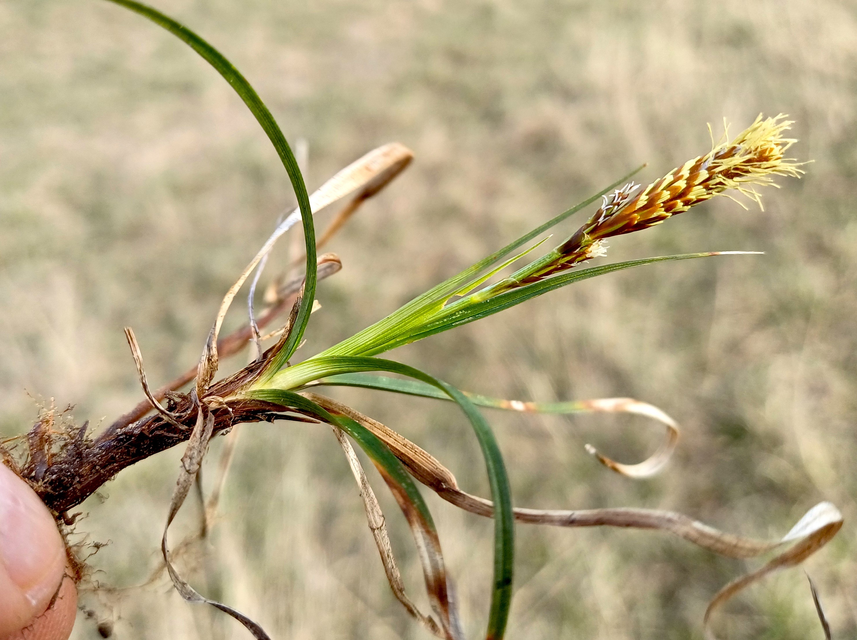 carex cf. caryophyllea sandberge oberweiden 20240316_134156.jpg