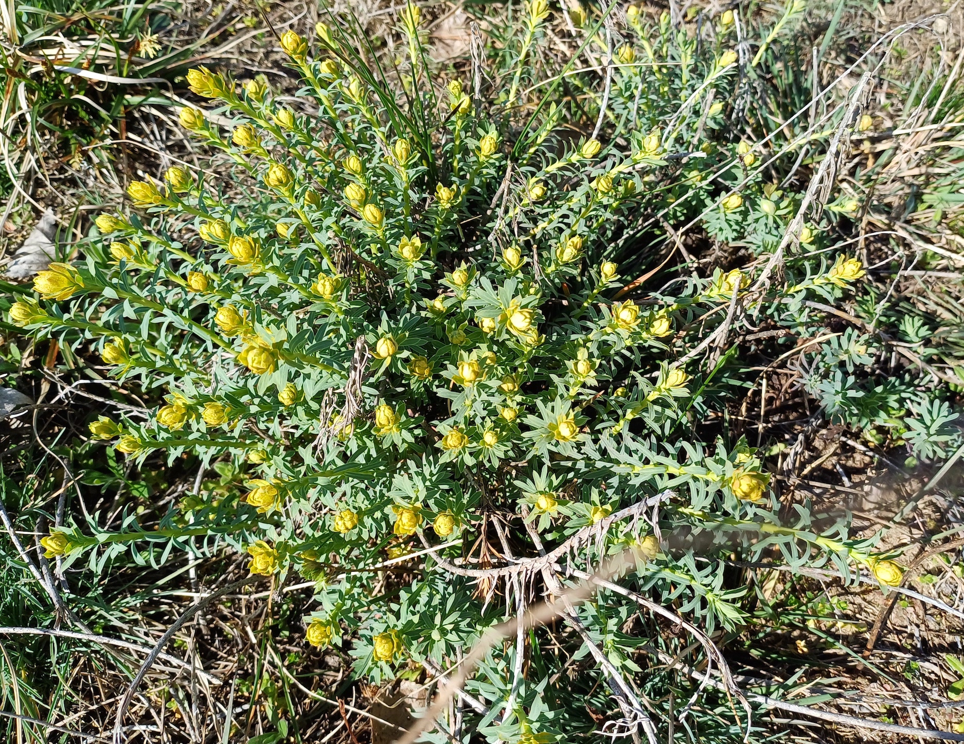 euphorbia cf. seguieriana sandberge oberweiden 20240316_132025.jpg