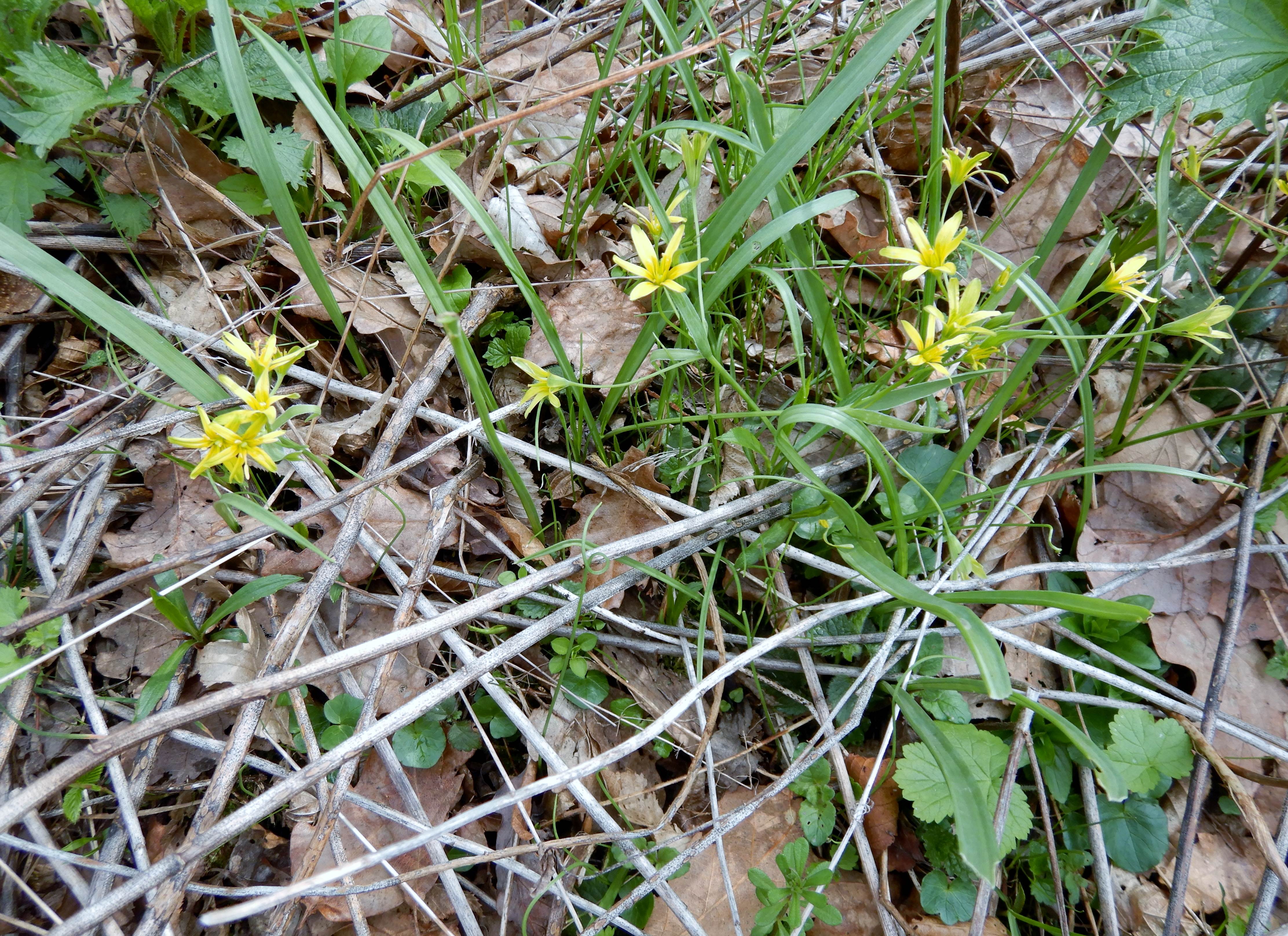 DSCN1820 gagea, 2024-03-15, leithabergkamm bei purbach-breitenbrunn.jpg