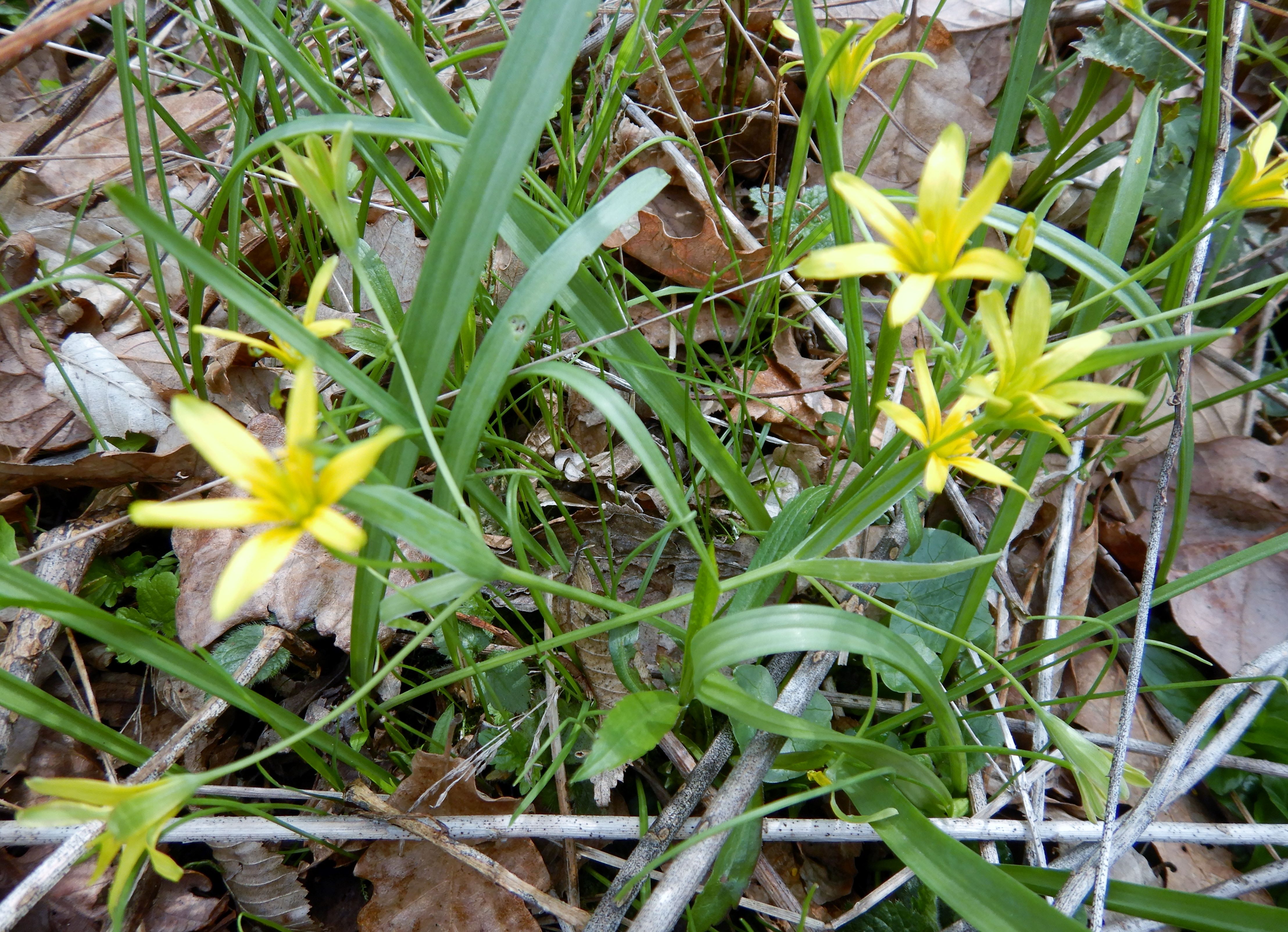 DSCN1821 gagea, 2024-03-15, leithabergkamm bei purbach-breitenbrunn.jpg