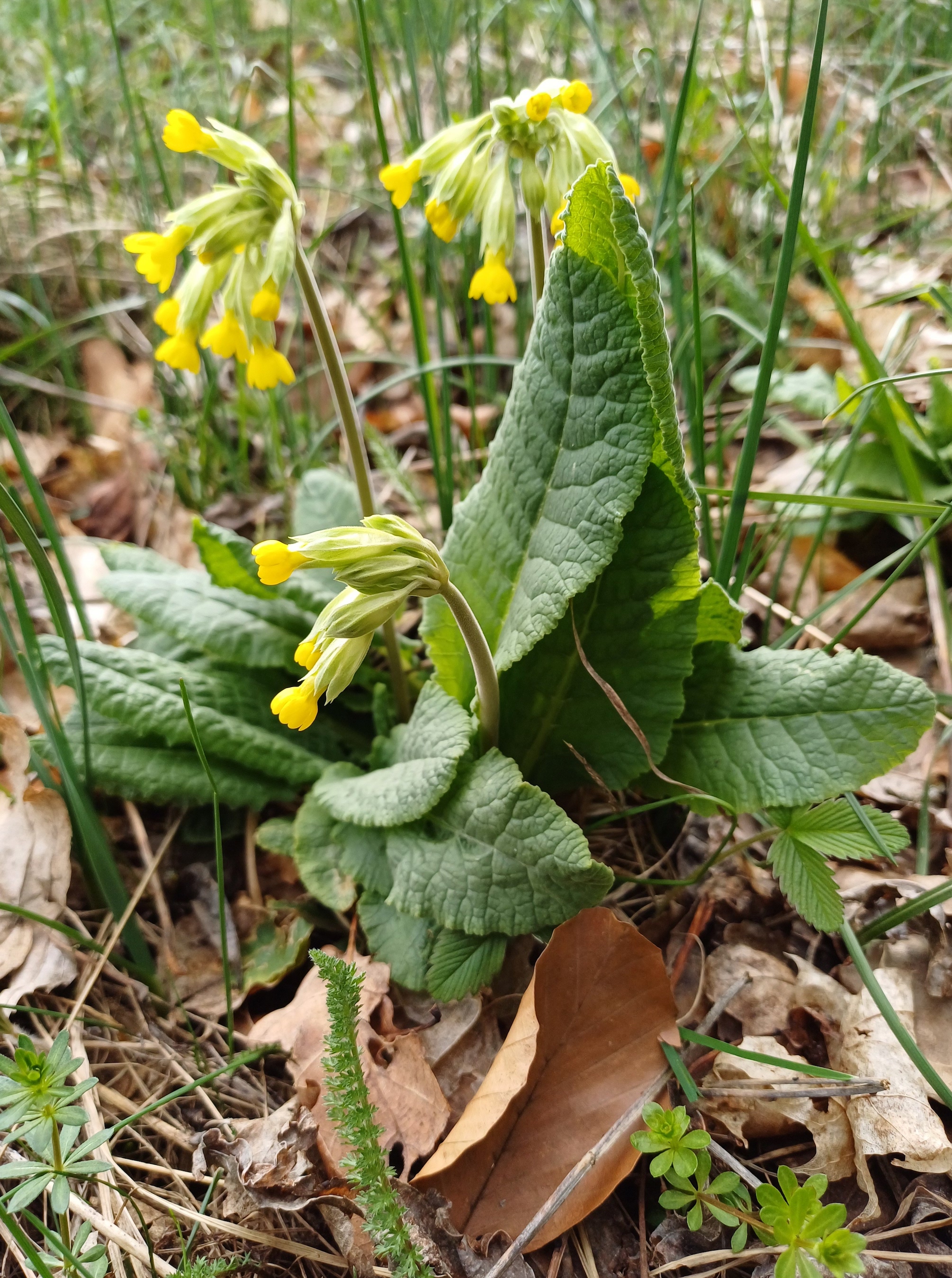 primula veris wiener hütte 20240317_115744.jpg