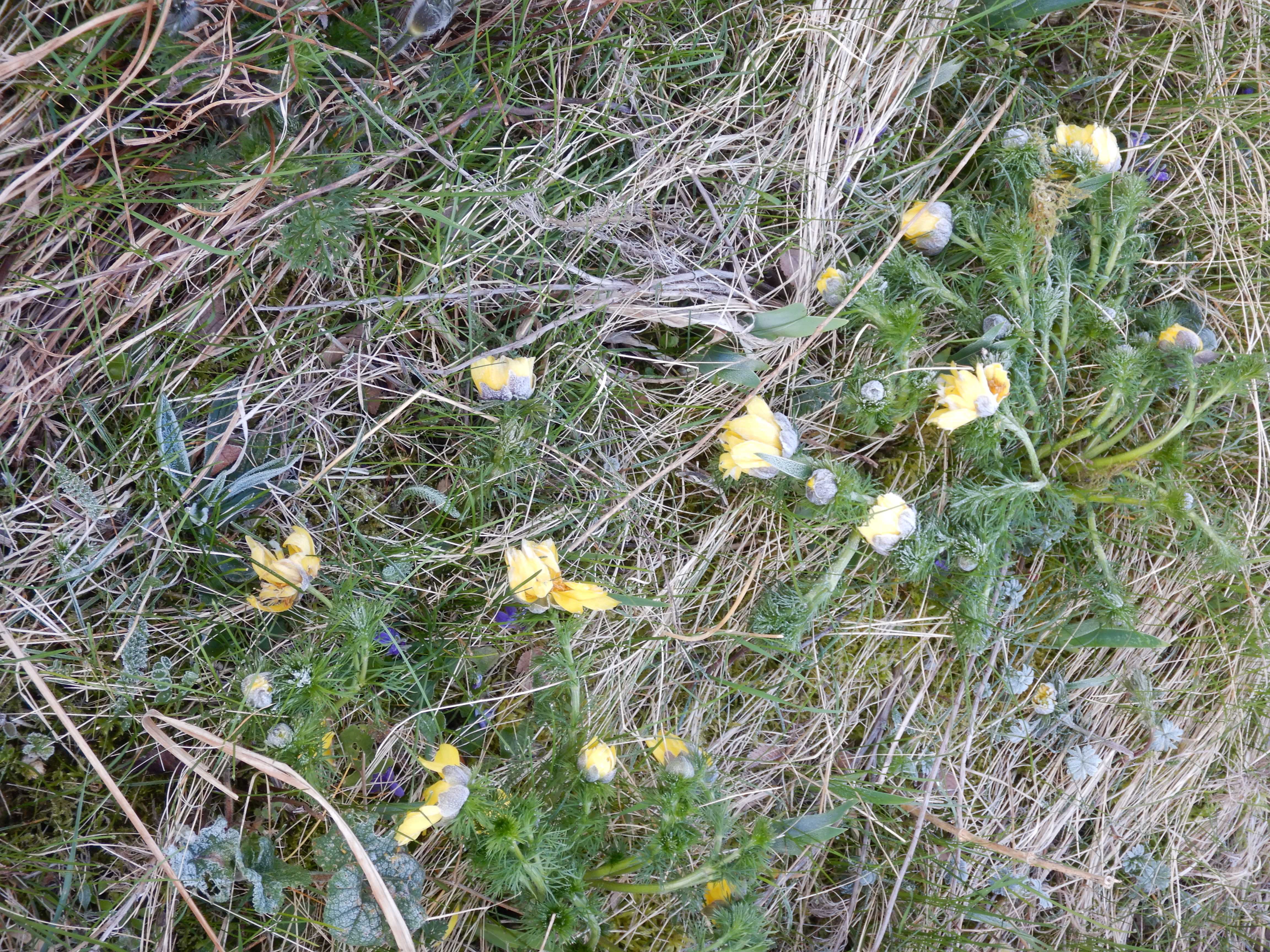 DSCN2394 eisblumen adonis vernalis, prellenkirchen-mitte, 2024-03-19.jpg