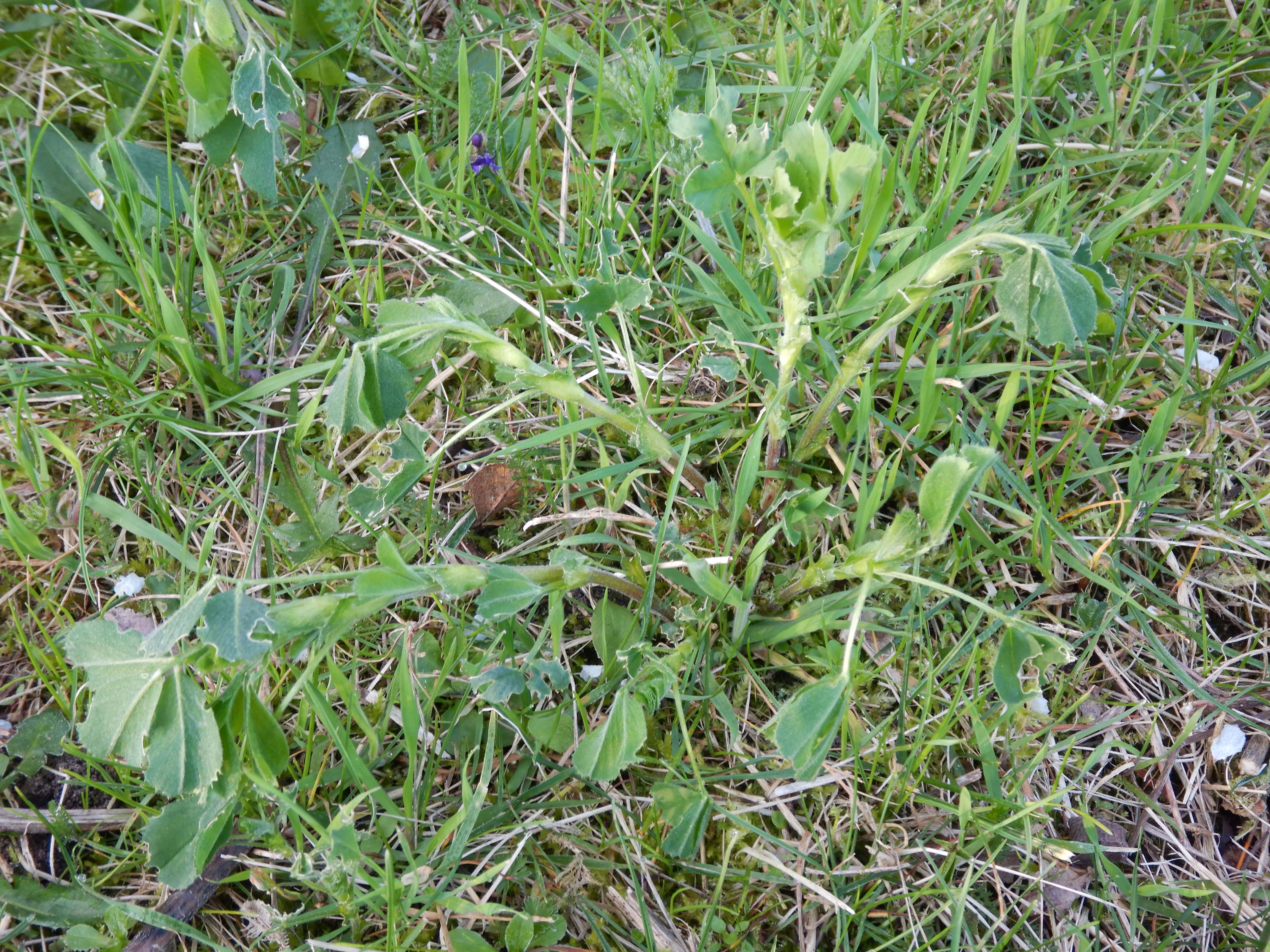 DSCN2399 eisblumen medicago sativa, prellenkirchen-mitte, 2024-03-19.jpg