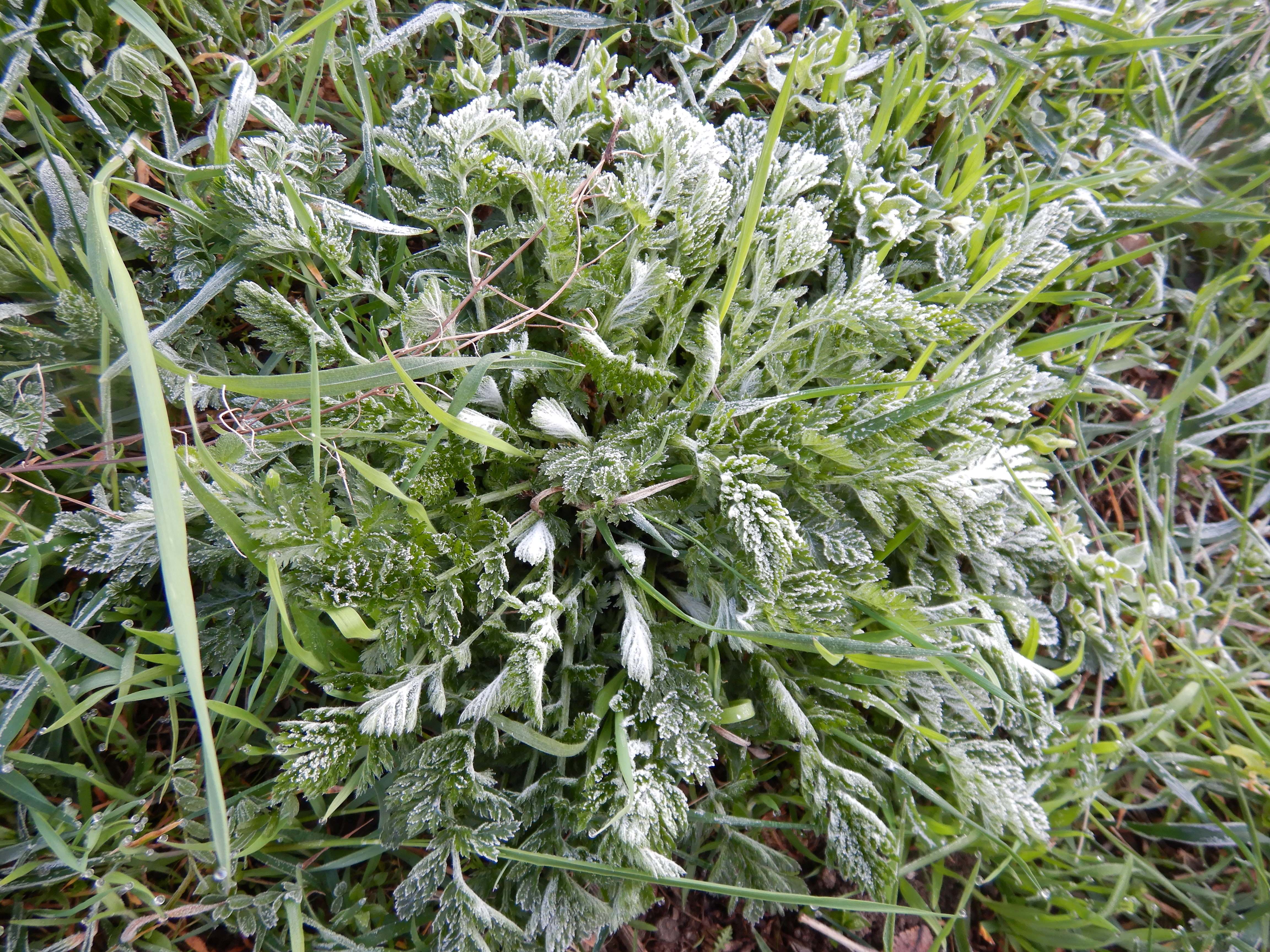 DSCN2400 eisblumen tanacetum corymbosum, prellenkirchen-mitte, 2024-03-19.jpg