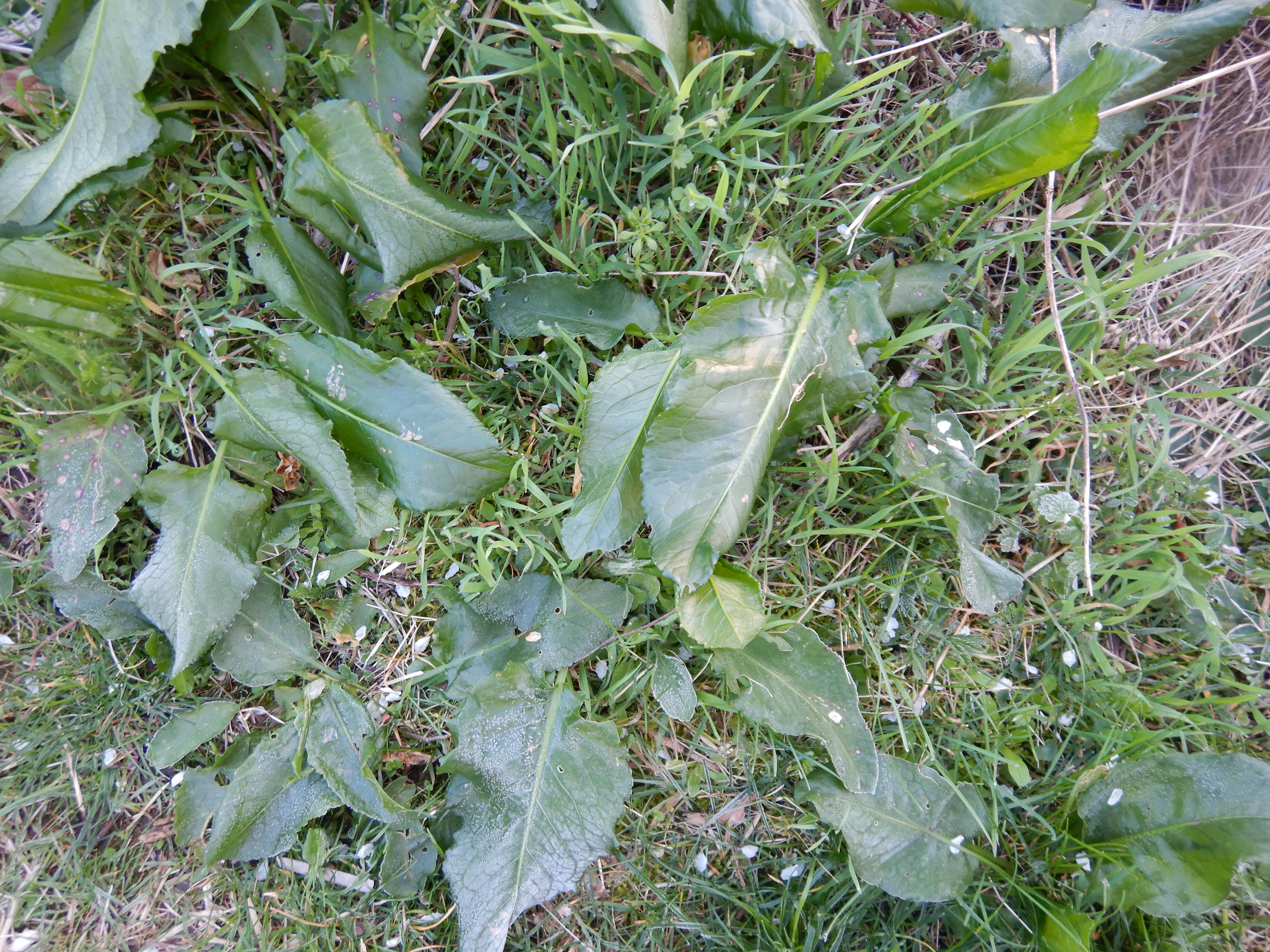 DSCN2401 eisblumen rumex patientia, prellenkirchen-mitte, 2024-03-19.jpg