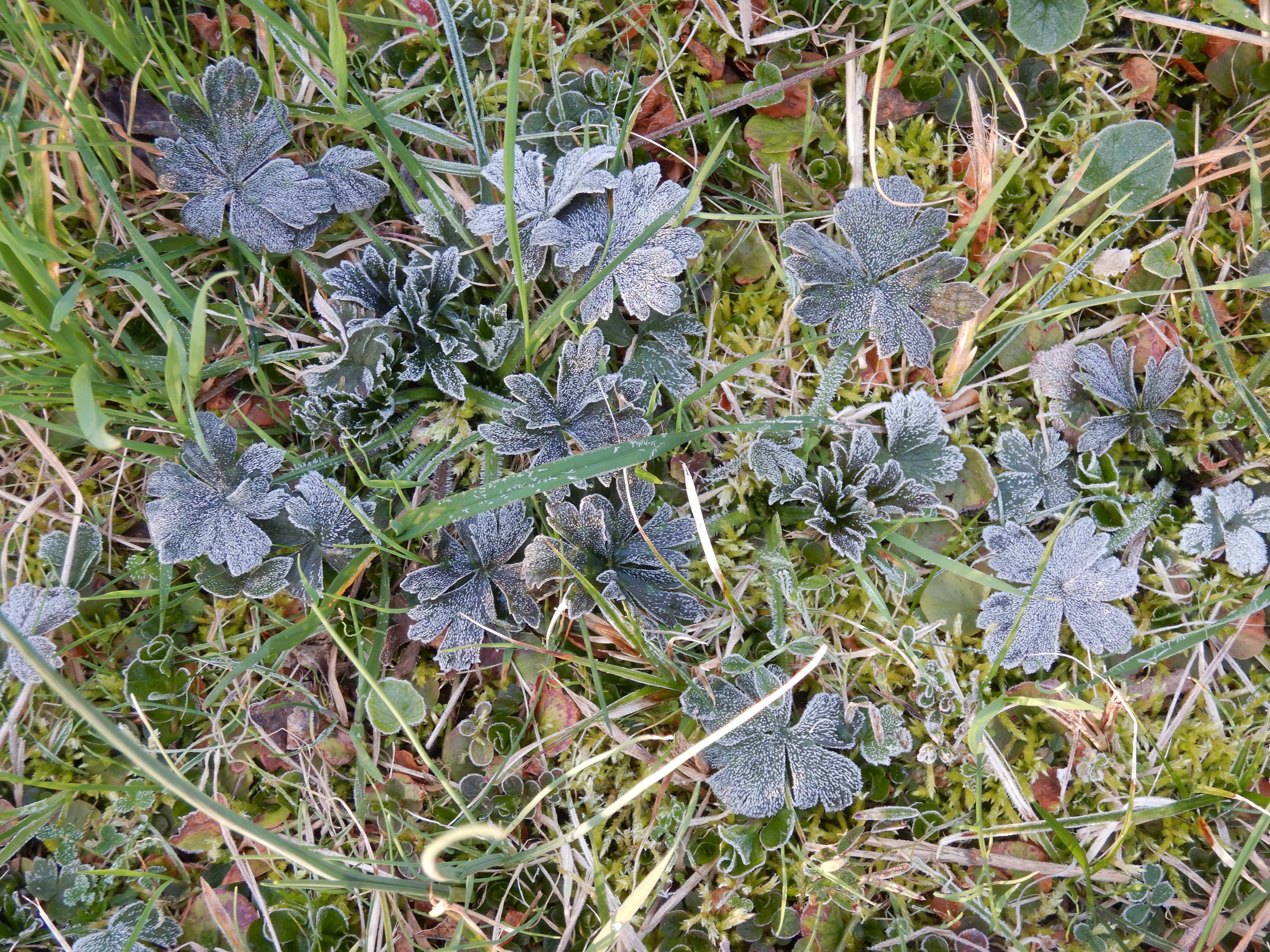 DSCN2402 eisblumen ranunculus polyanthemos, prellenkirchen-mitte, 2024-03-19.jpg