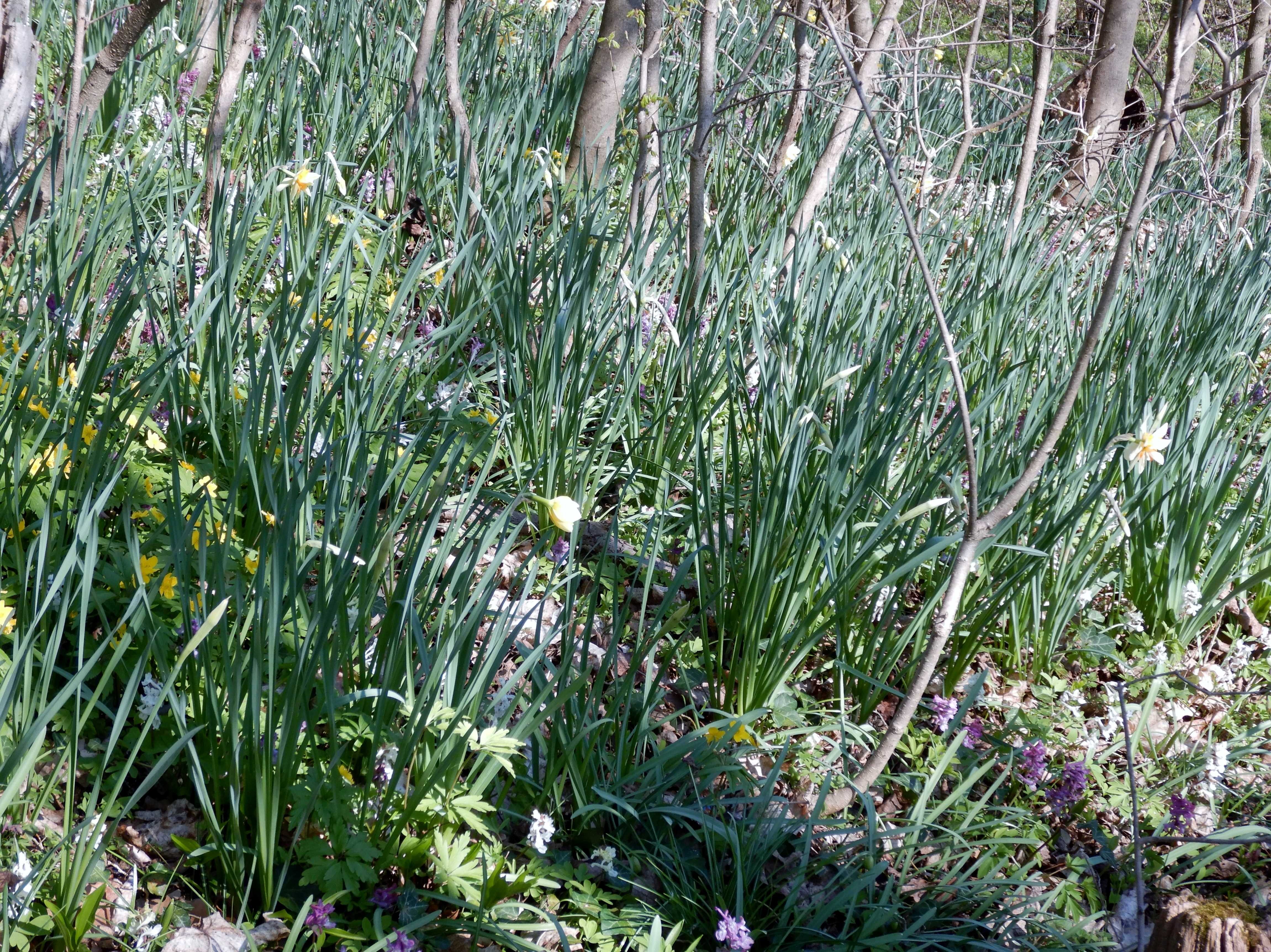 DSCN2461 hainburger schloßberg 2024-03-20, narcissus.jpg