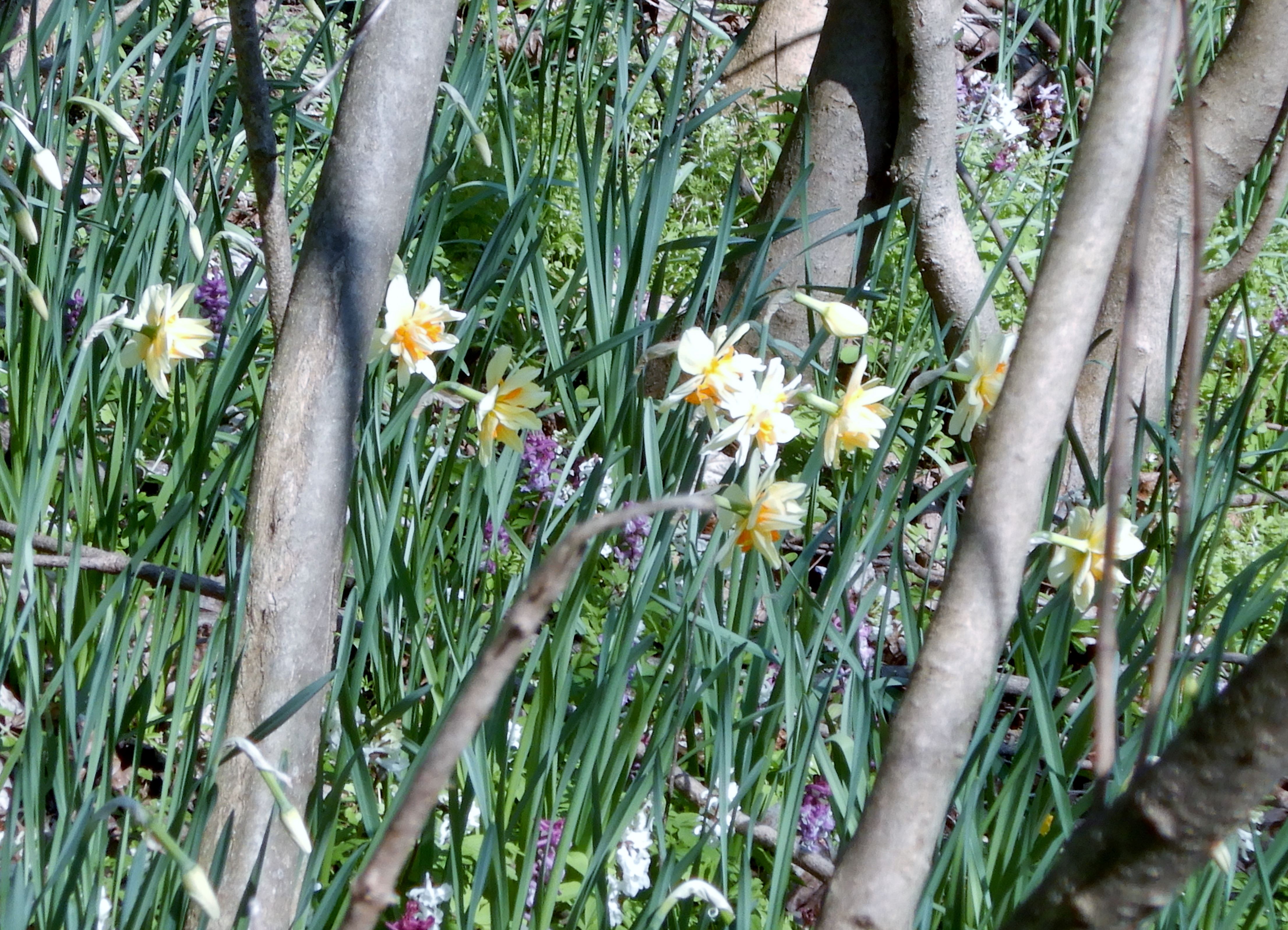 DSCN2464 hainburger schloßberg 2024-03-20, narcissus.jpg