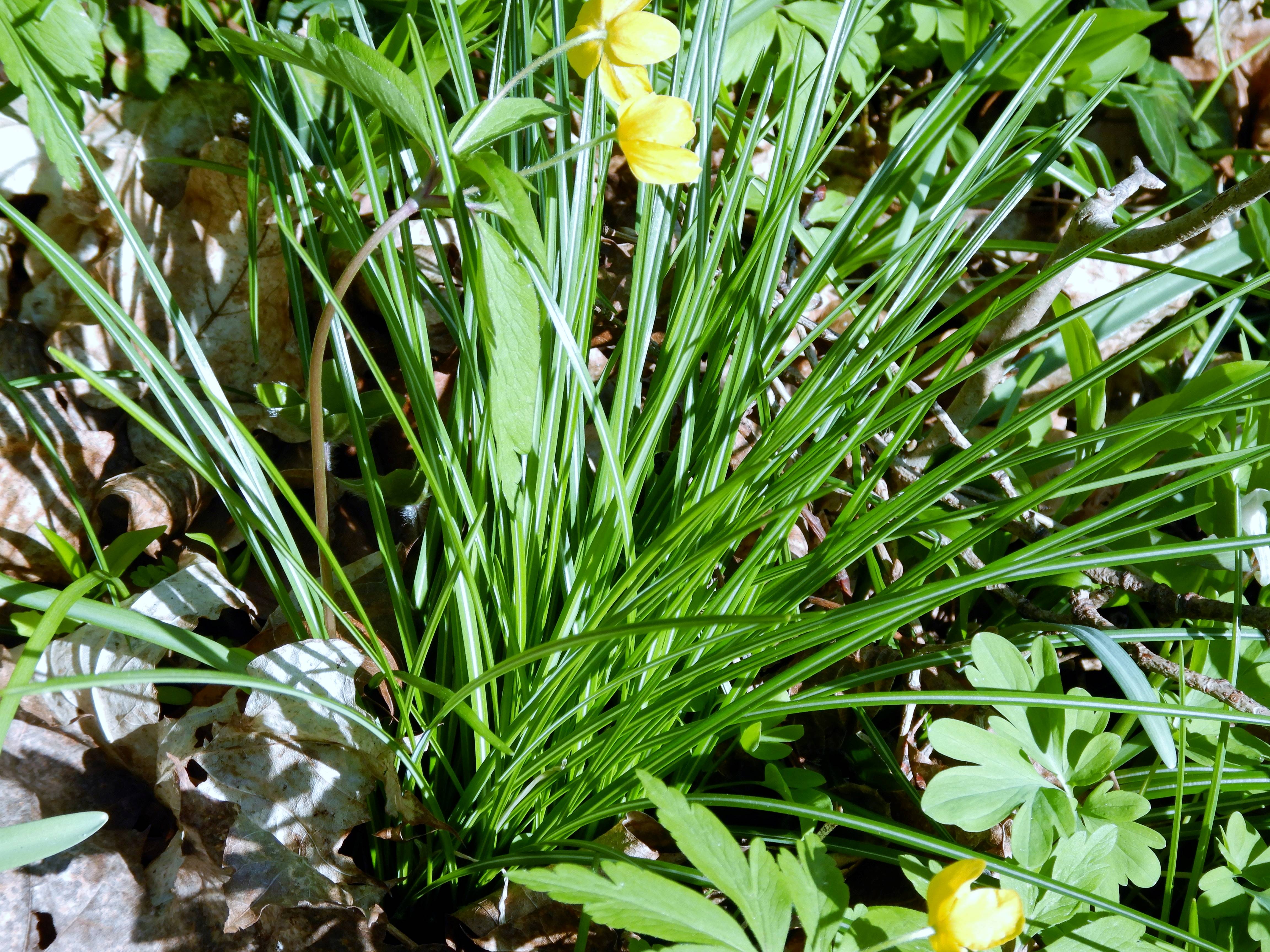 DSCN2466 hainburger schloßberg 2024-03-20, crocus.jpg