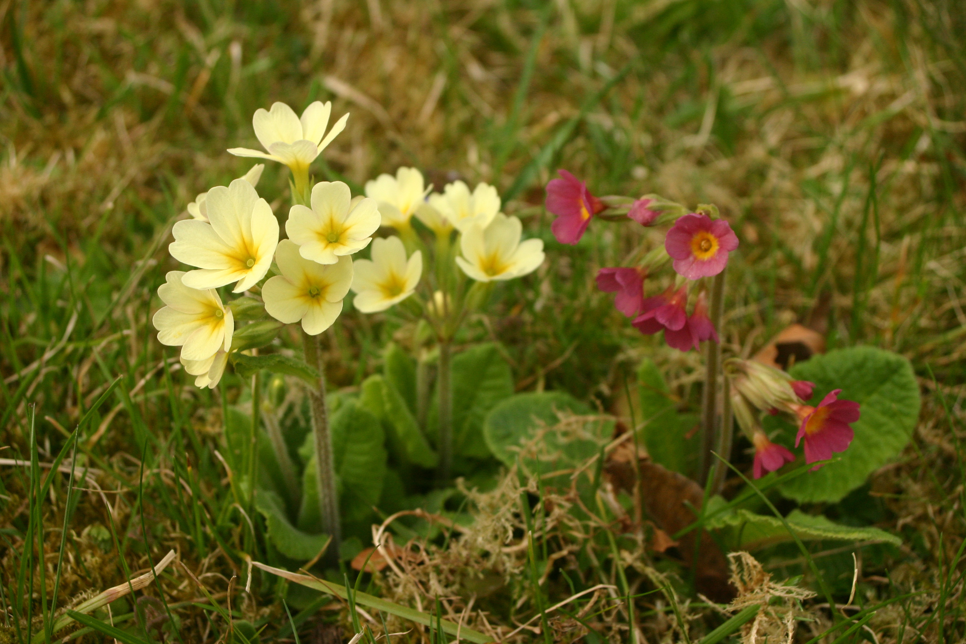 Primula-Elatior-Hybriden_Hallein4.jpg