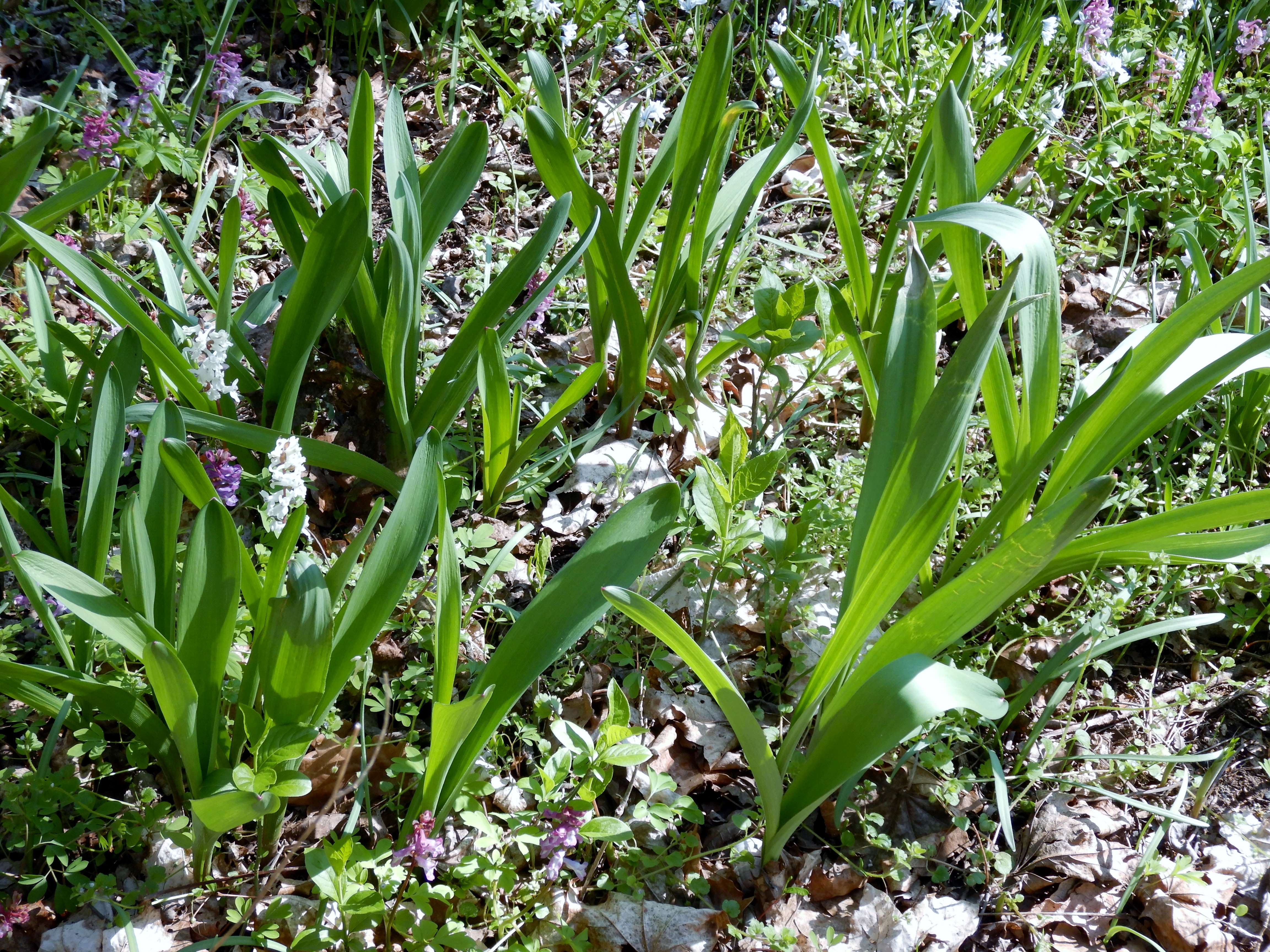 DSCN2473 hainburger schloßberg 2024-03-20, allium, corydalis cava.jpg