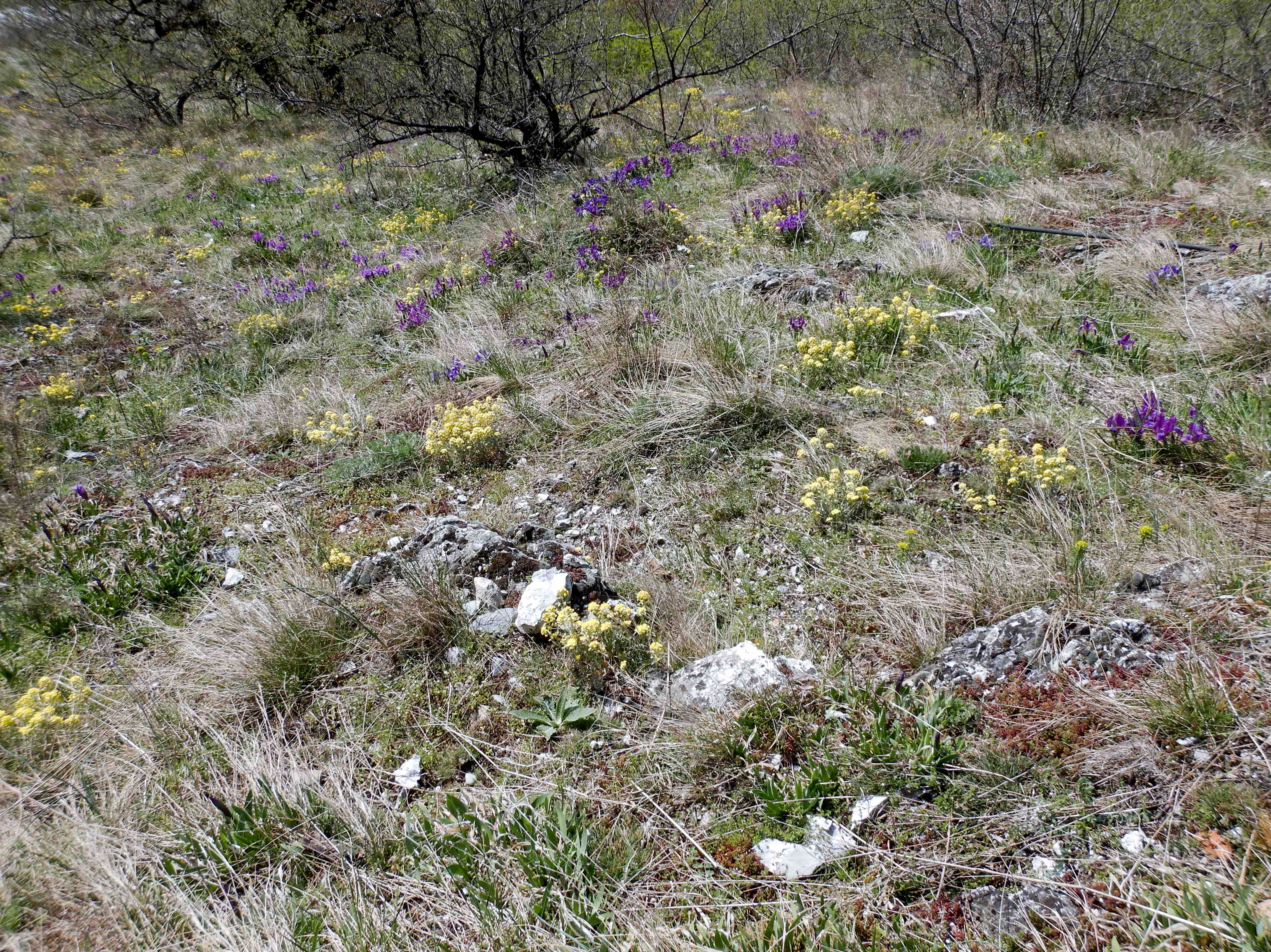 DSCN2620 hainburg 2024-03-20, iris pumila, alyssum montanum gmelinii.jpg
