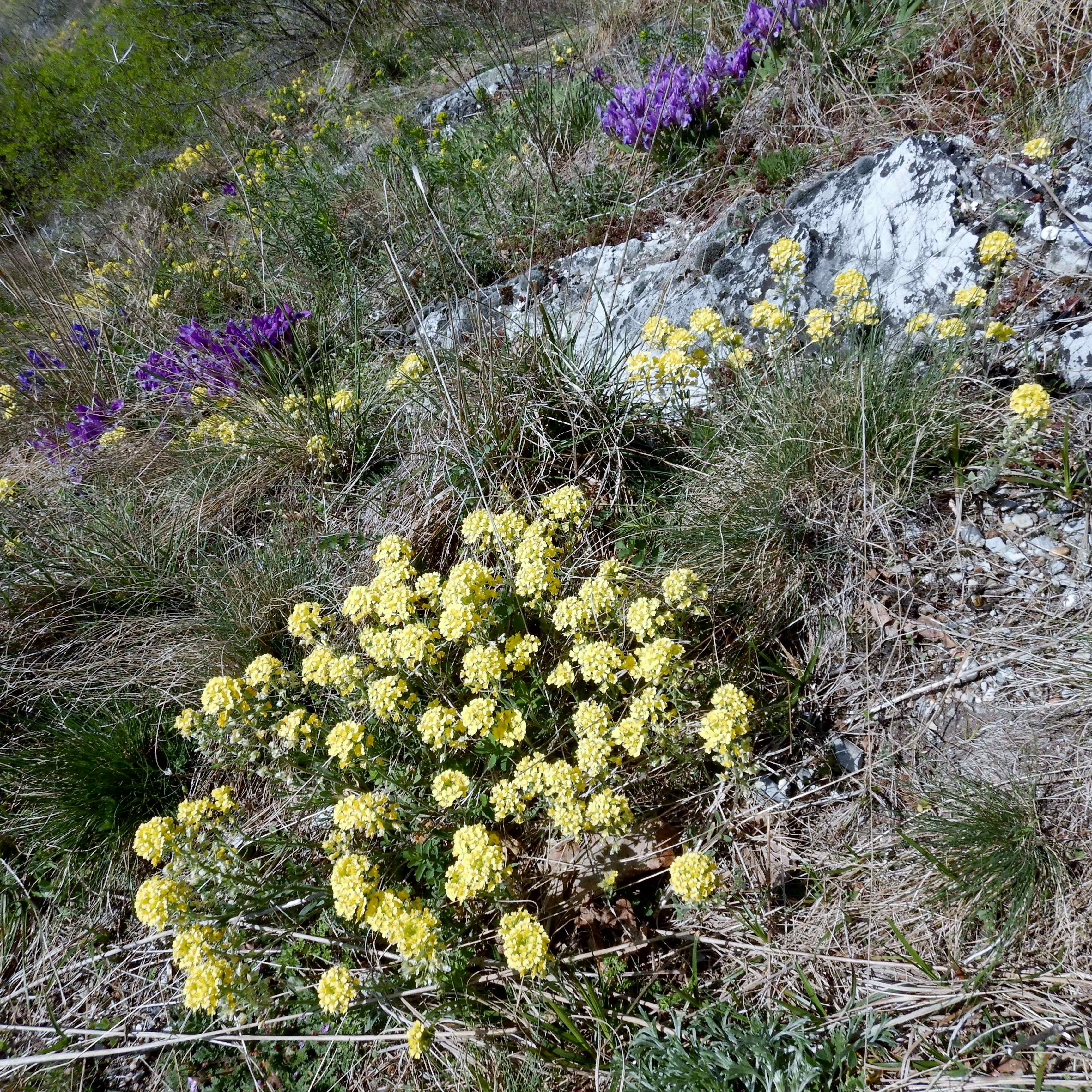 DSCN2659 hainburg 2024-03-20, iris pumila, alyssum montanum gmelinii.jpg