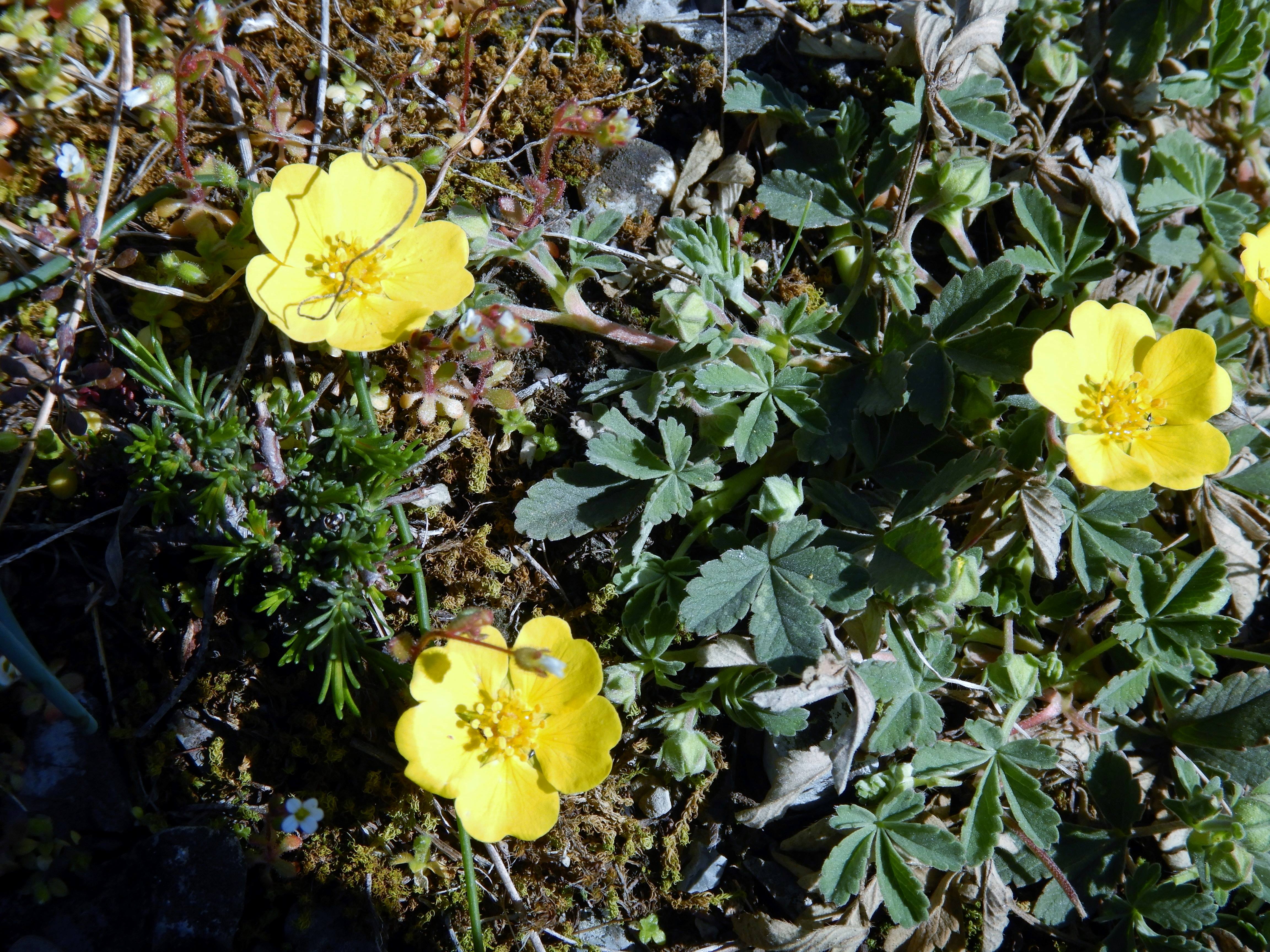 DSCN2704 hainburg 2024-03-20, potentilla incana.jpg