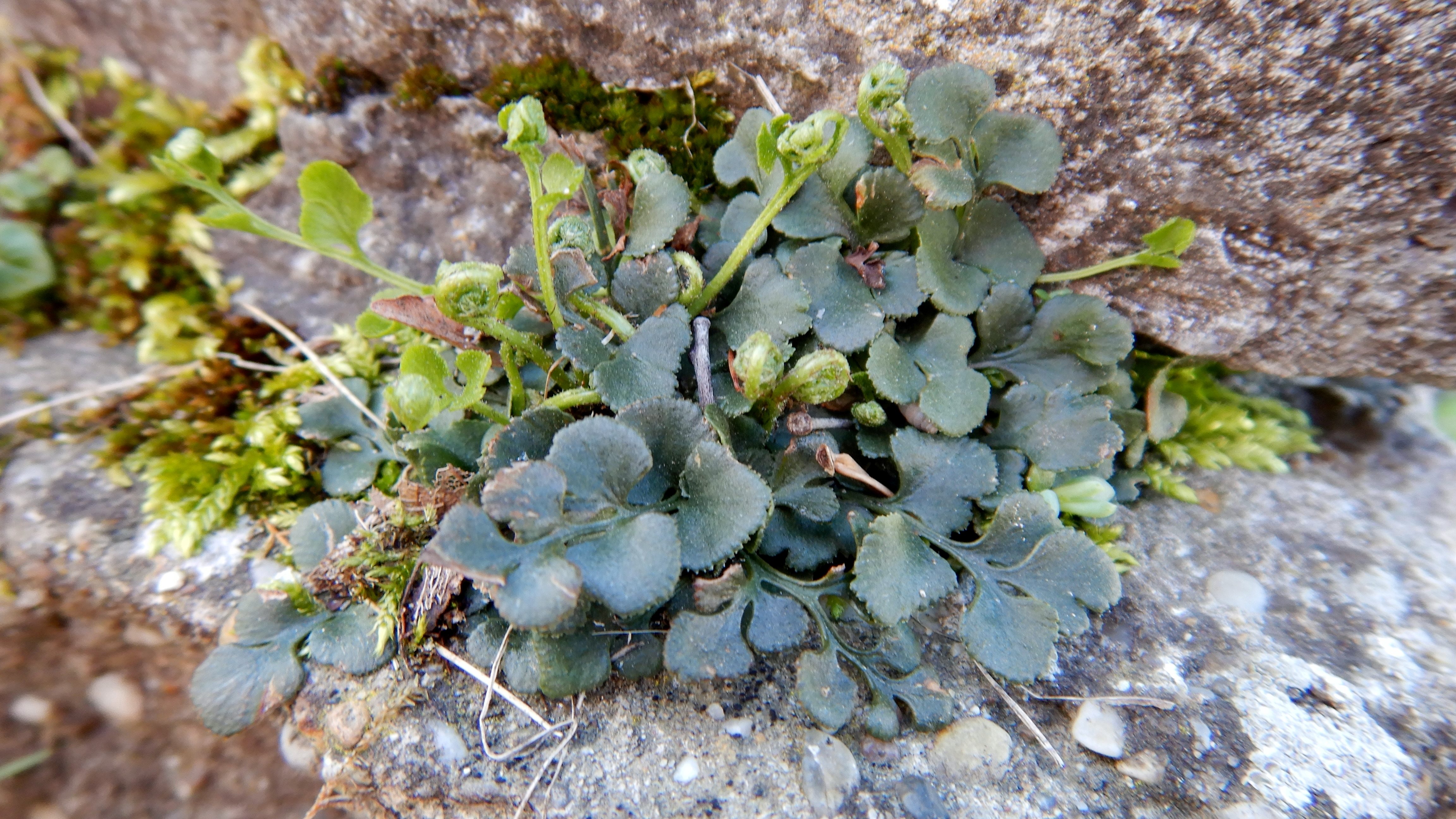 DSCN2929 hainburg 2024-03-20, asplenium ruta-muraria.jpg