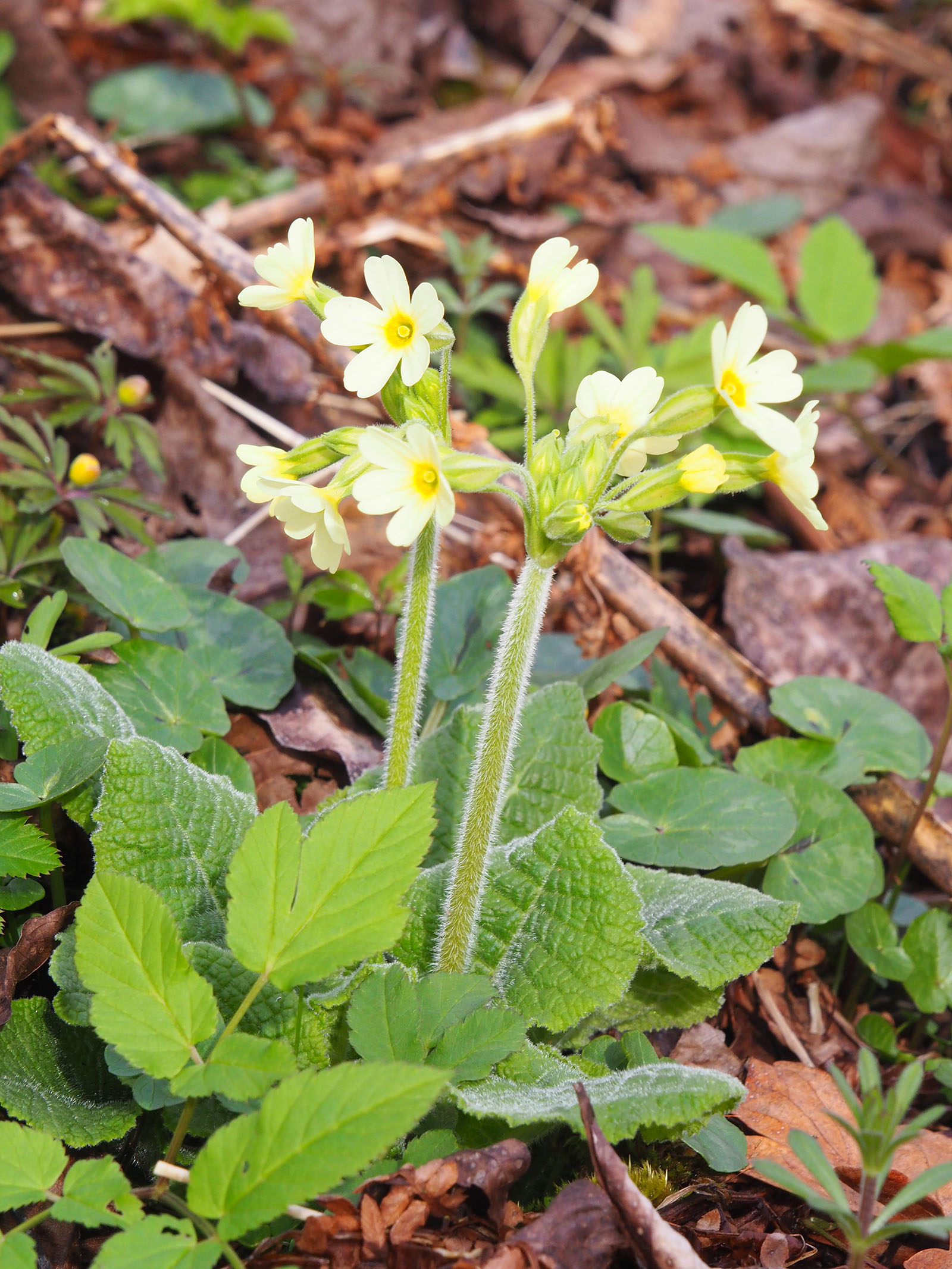 primula elatior_kalsdorf.jpg