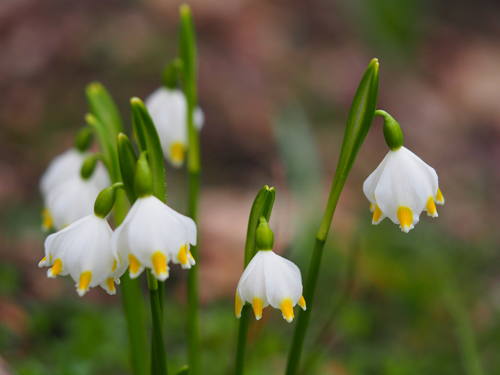 leucojum vernum_kalsdorf.jpg