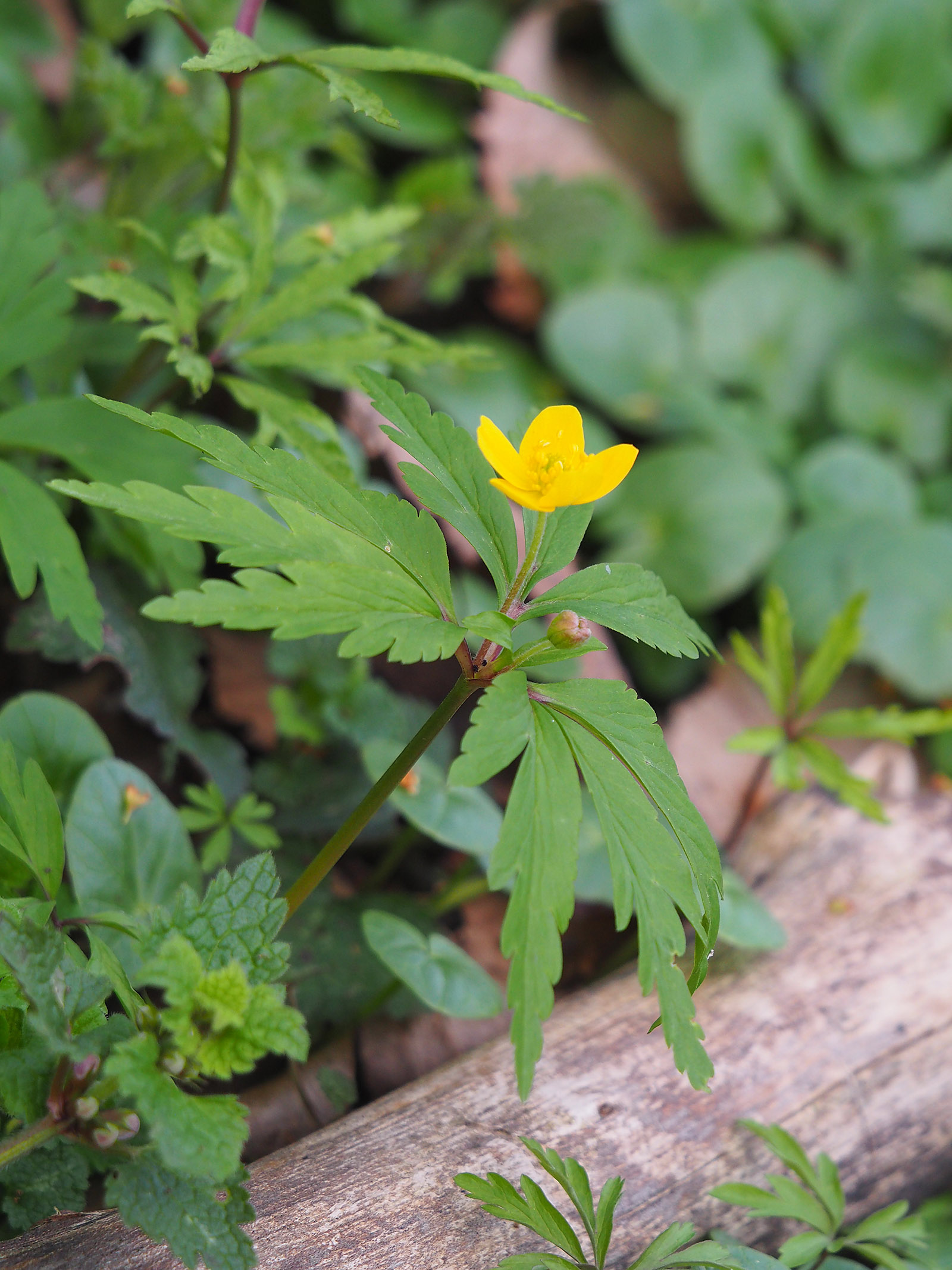 anemone ranunculoides_kalsdorf.jpg