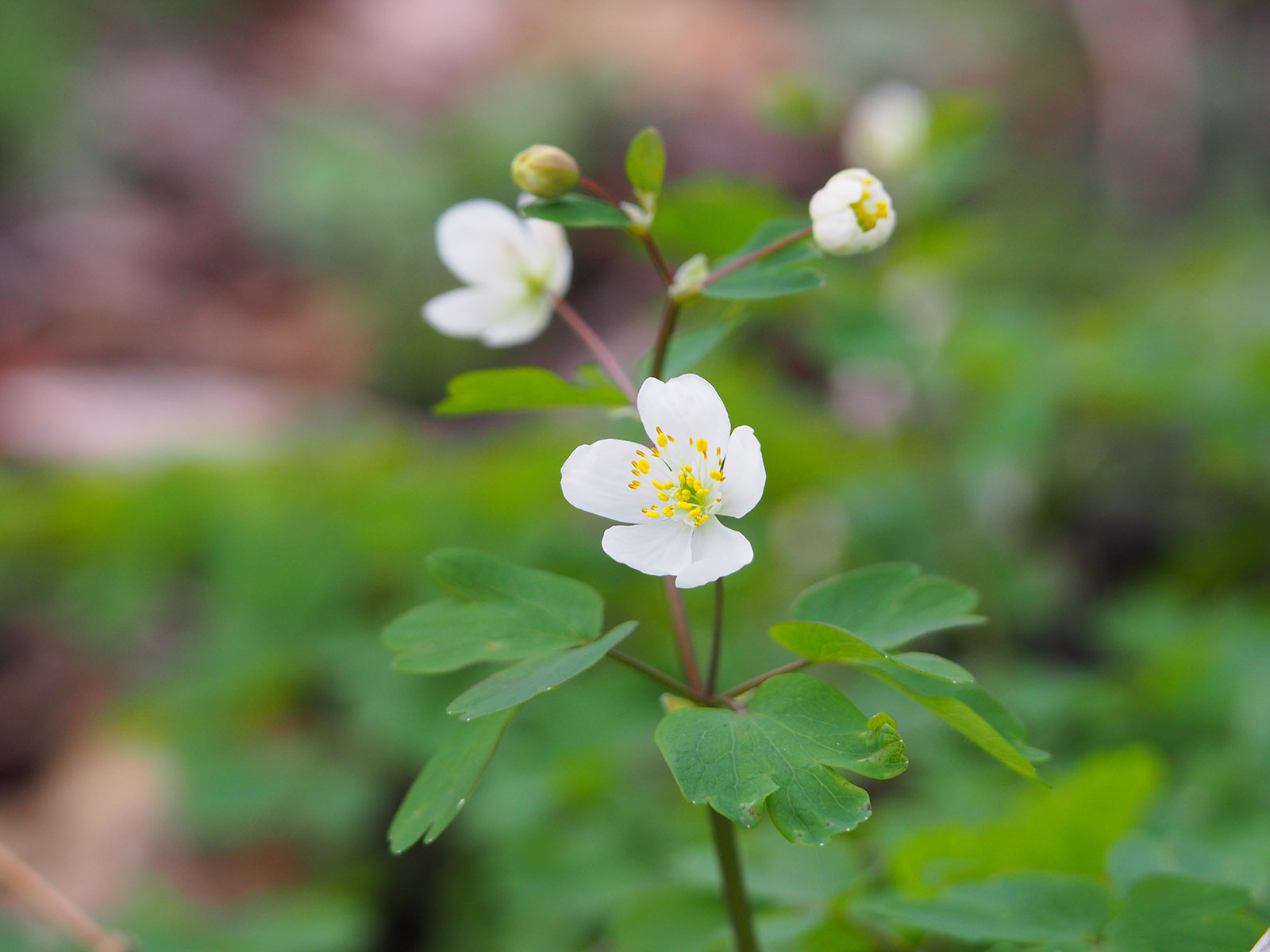 isopyrum thalictroides_kalsdorf.jpg